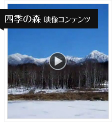 四季の森映像コンテンツ