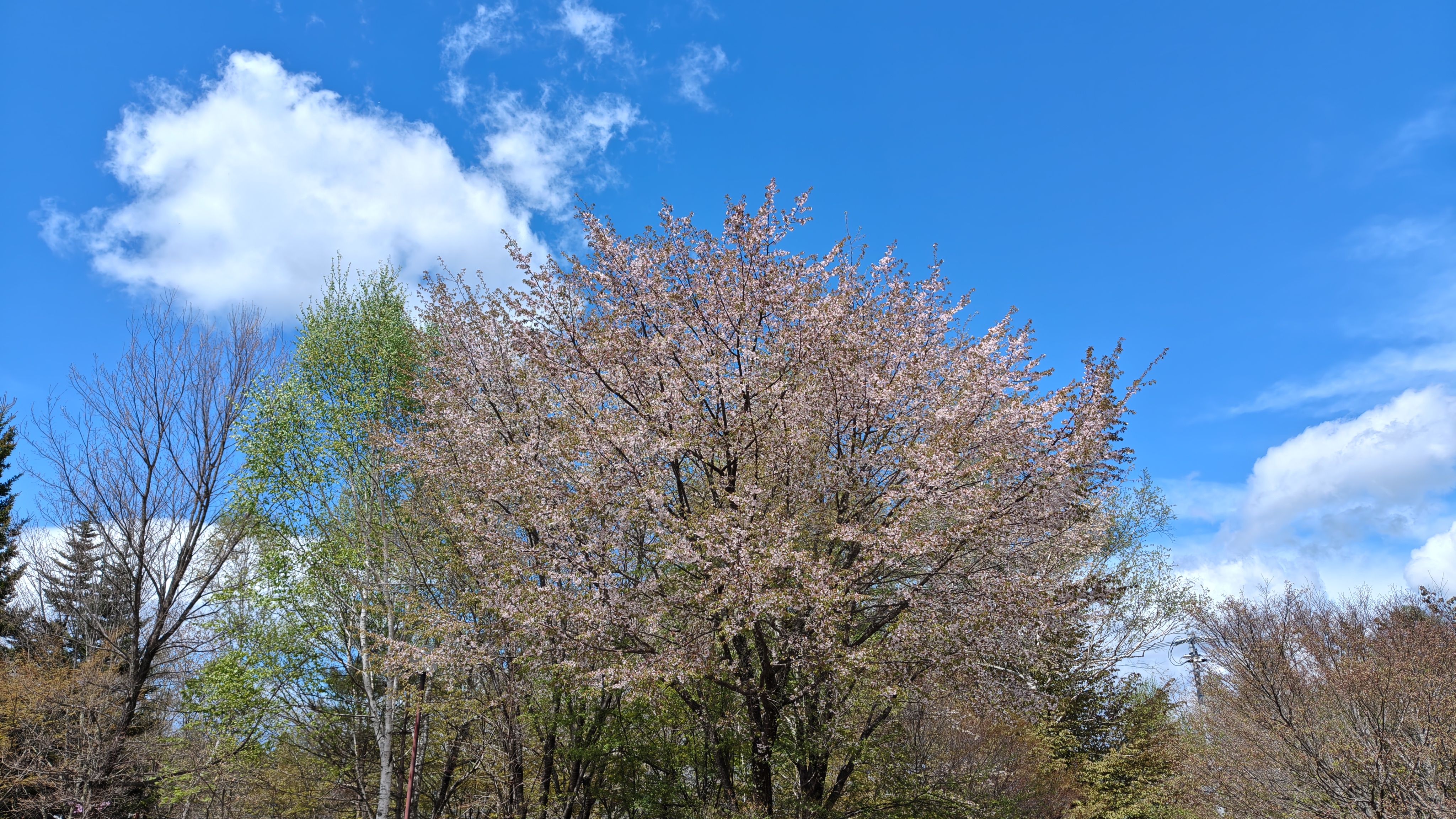 http://www.alpico.co.jp/shikinomori/news/260504101842848.JPG