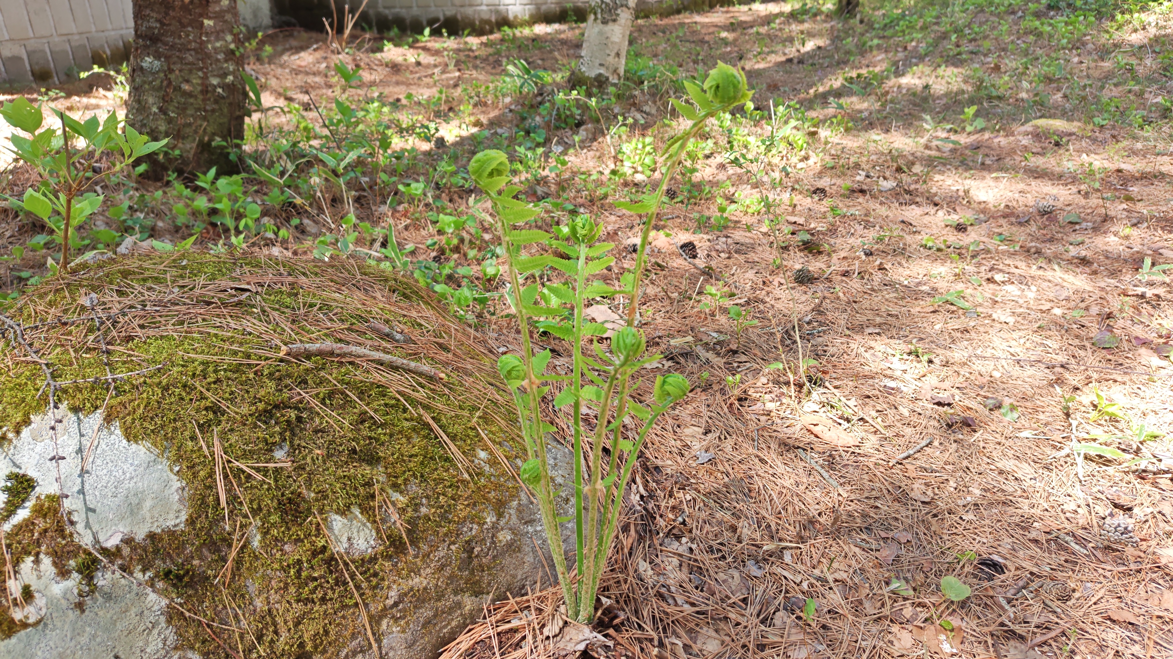 http://www.alpico.co.jp/shikinomori/news/260505134243861.JPG