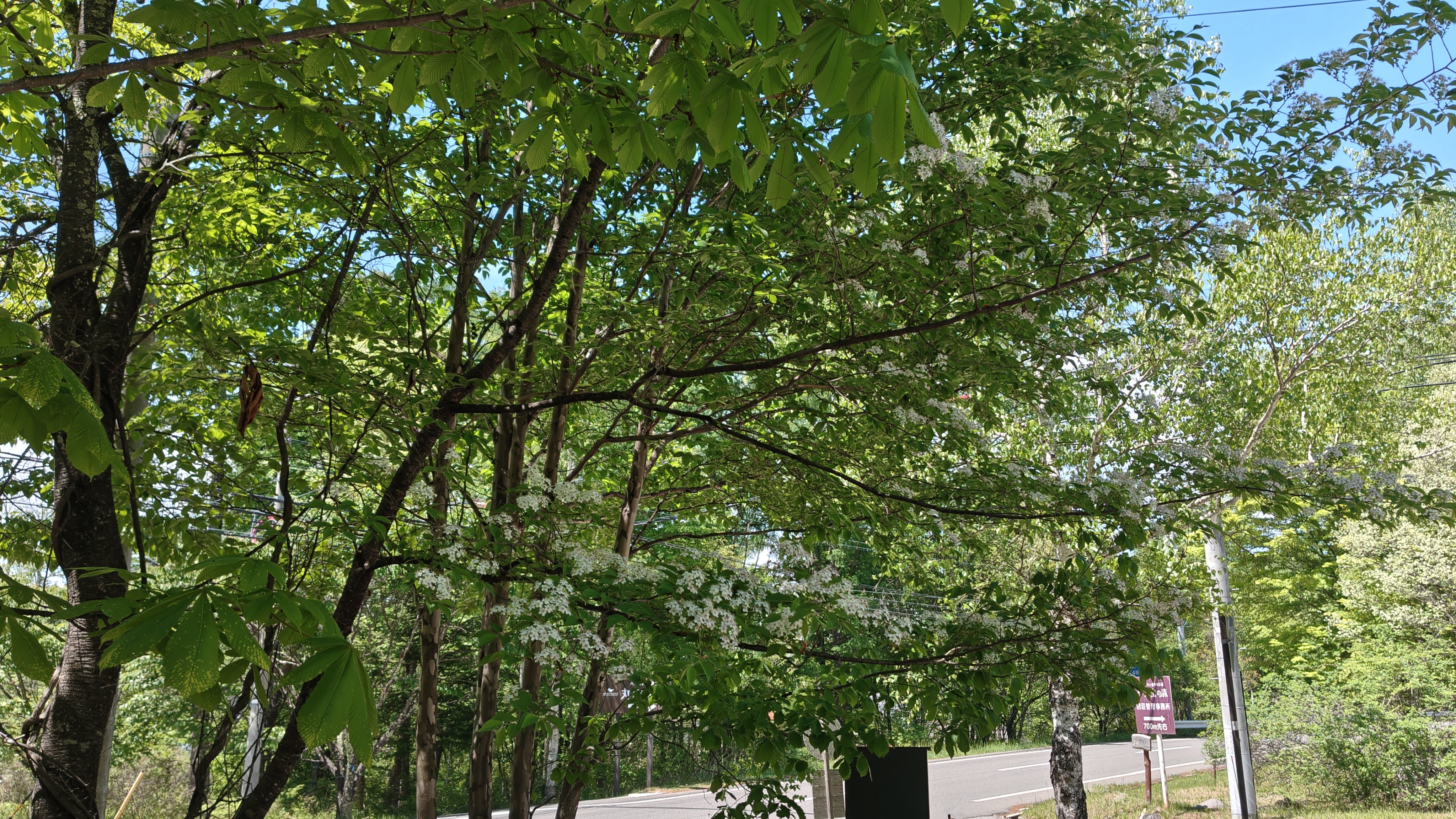 http://www.alpico.co.jp/shikinomori/news/260520125932041.JPG