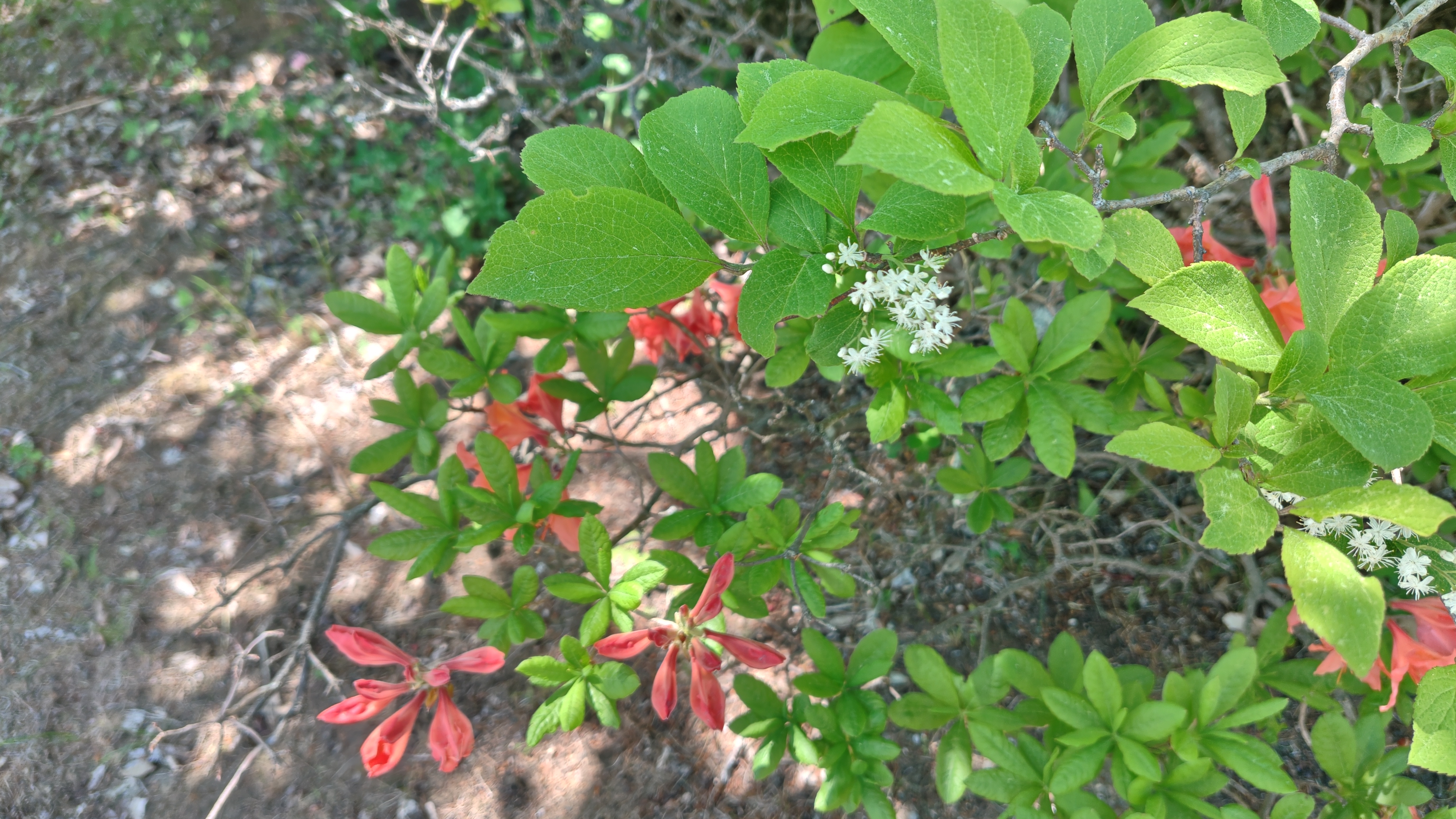 http://www.alpico.co.jp/shikinomori/news/260530130341262.JPG