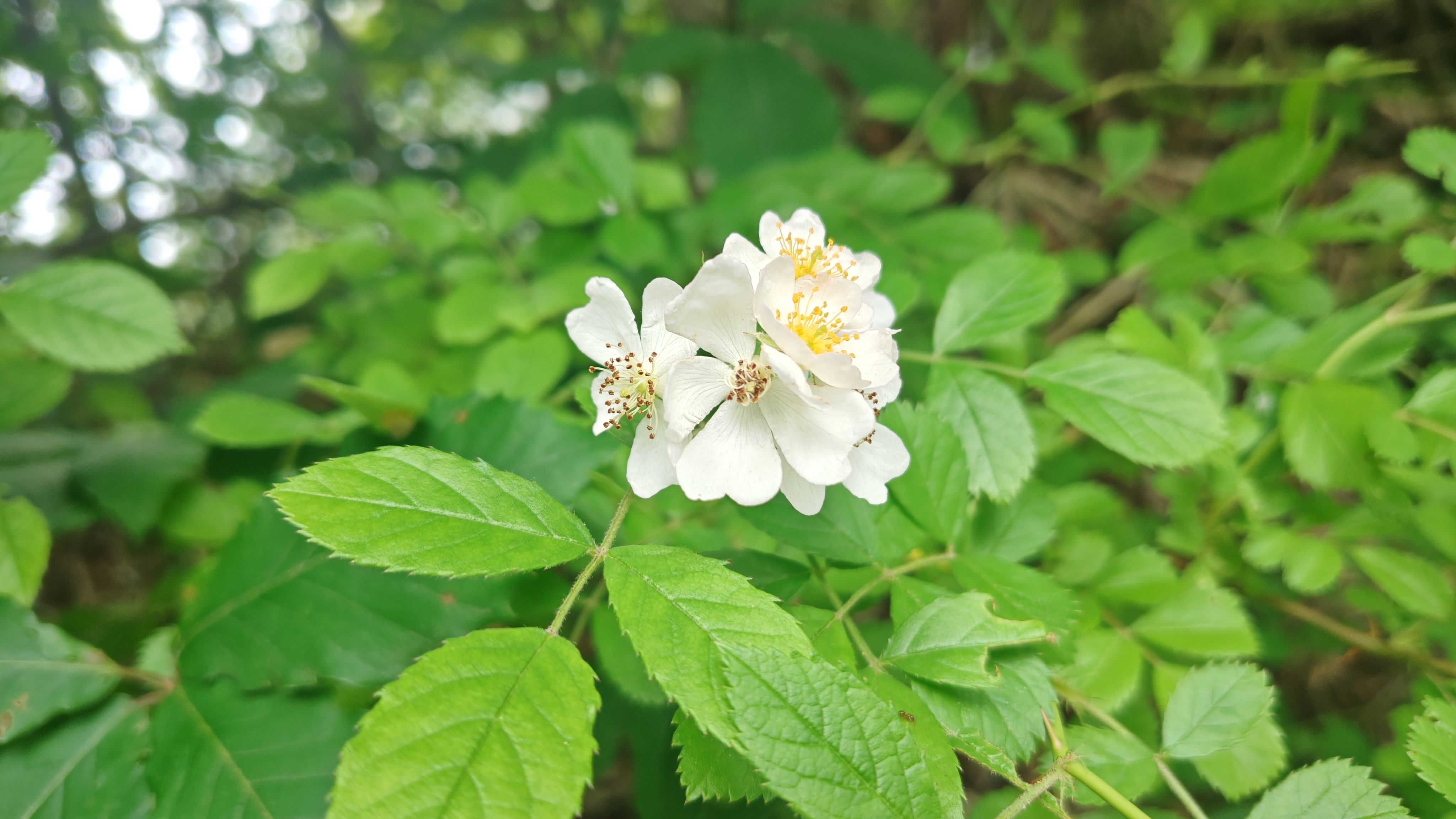 http://www.alpico.co.jp/shikinomori/news/260623130047197.JPG