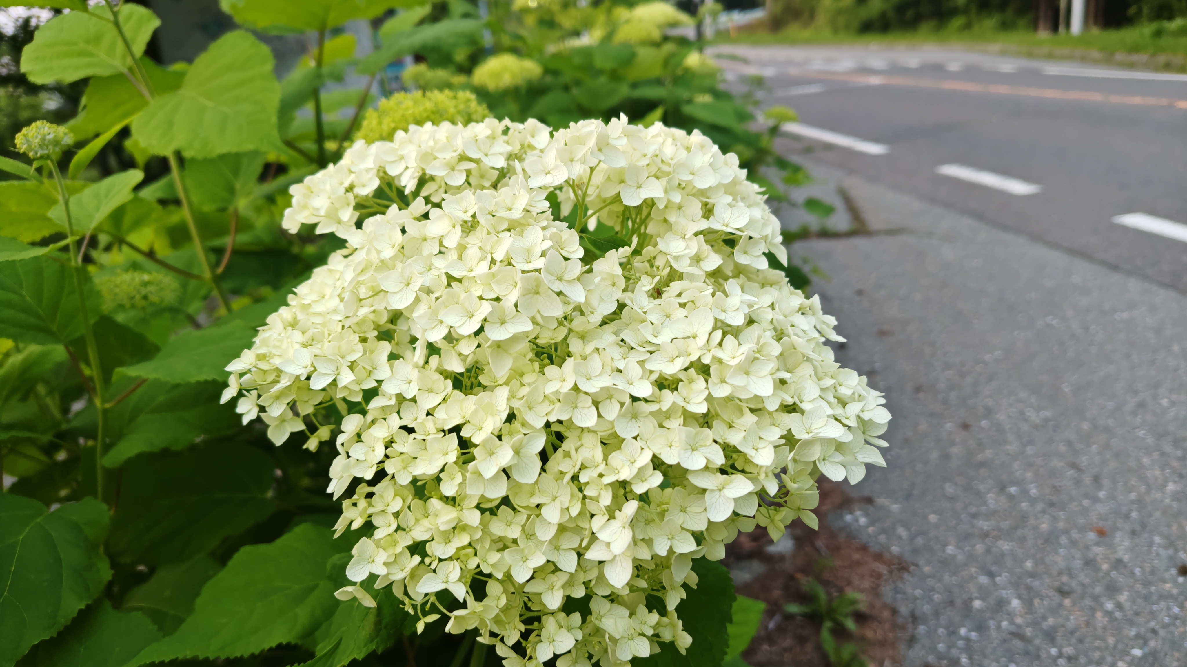 http://www.alpico.co.jp/shikinomori/news/260630185333915.JPG