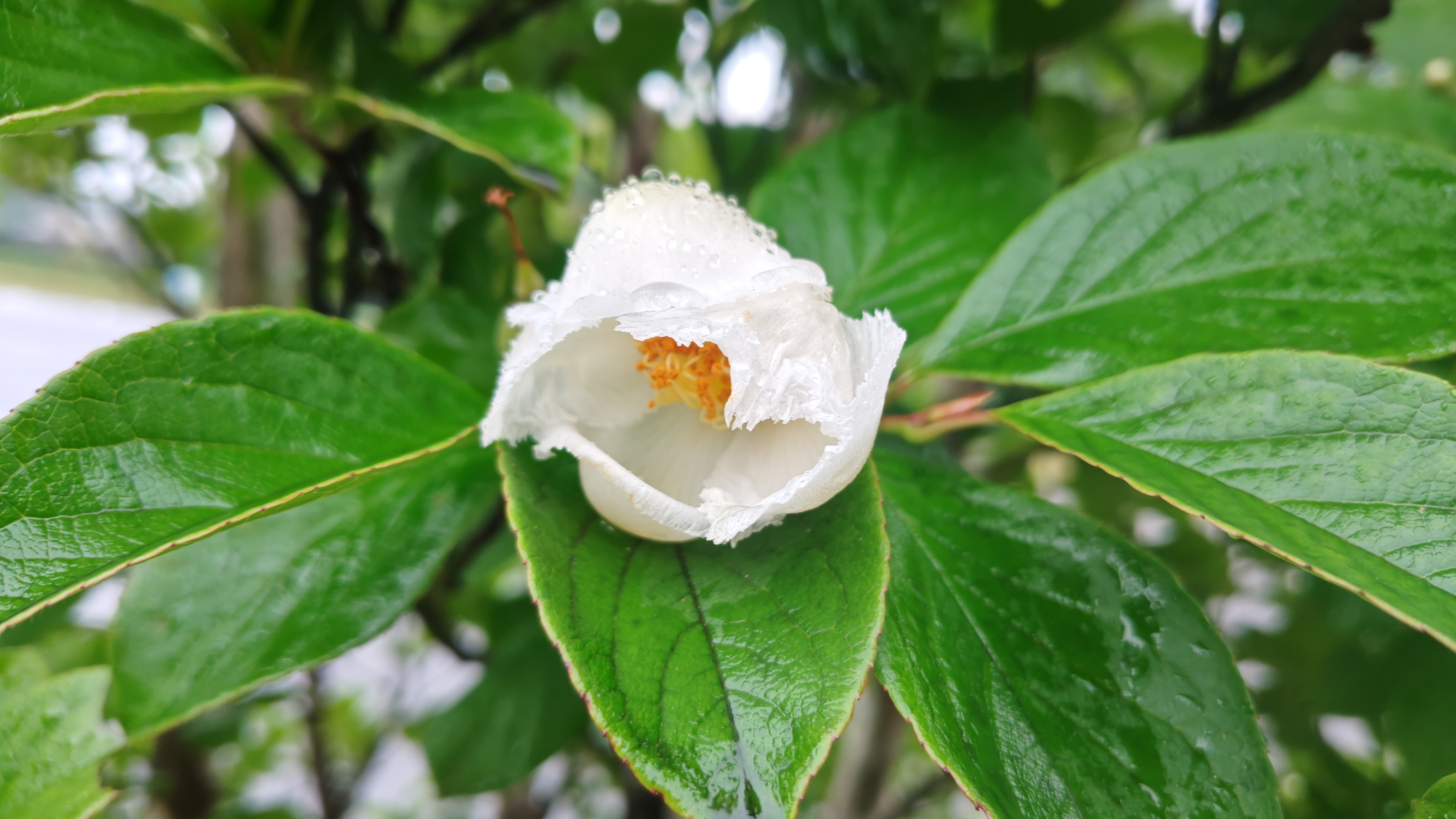 http://www.alpico.co.jp/shikinomori/news/260706165442940.JPG