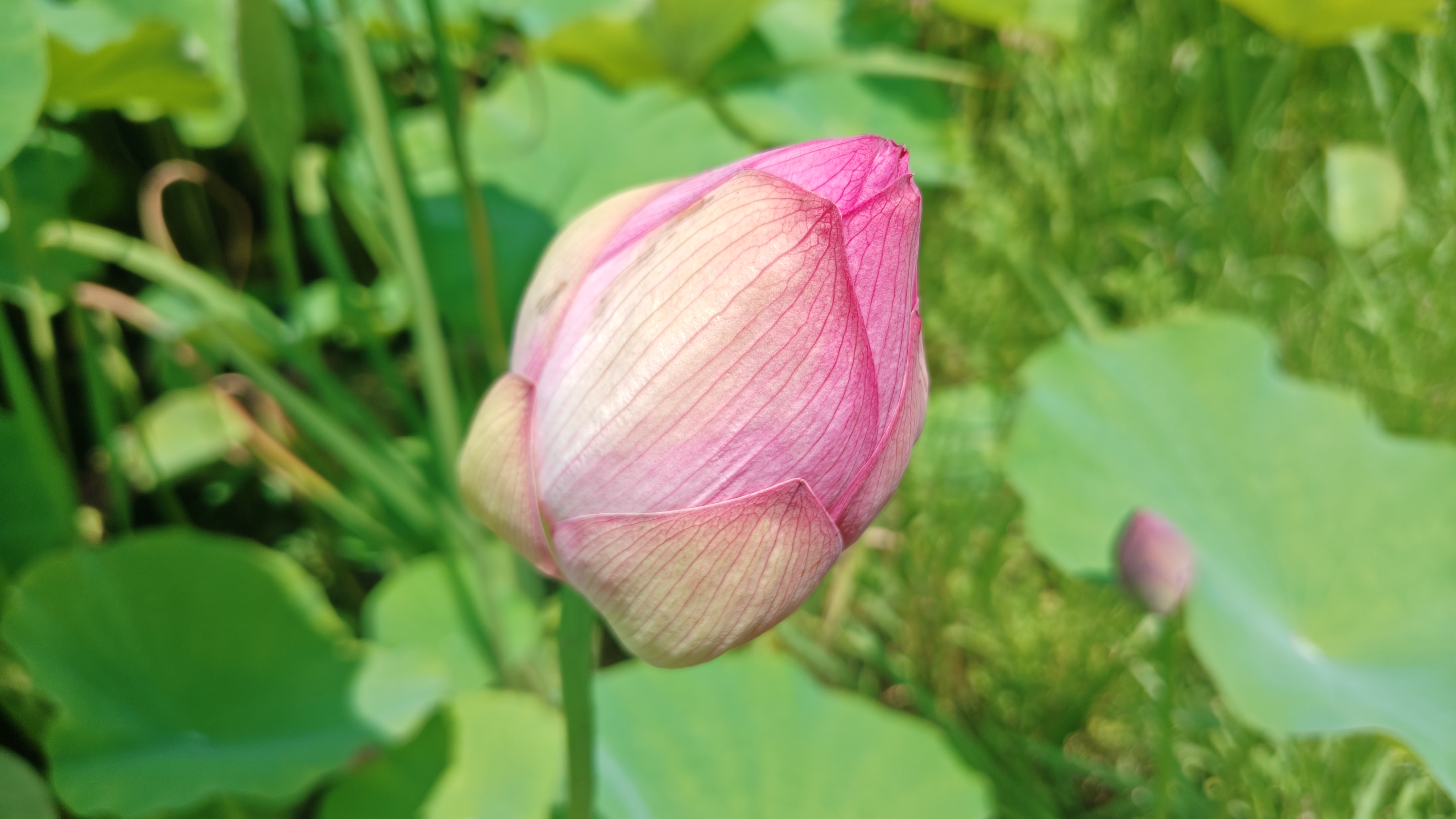 http://www.alpico.co.jp/shikinomori/news/260724133126900.JPG