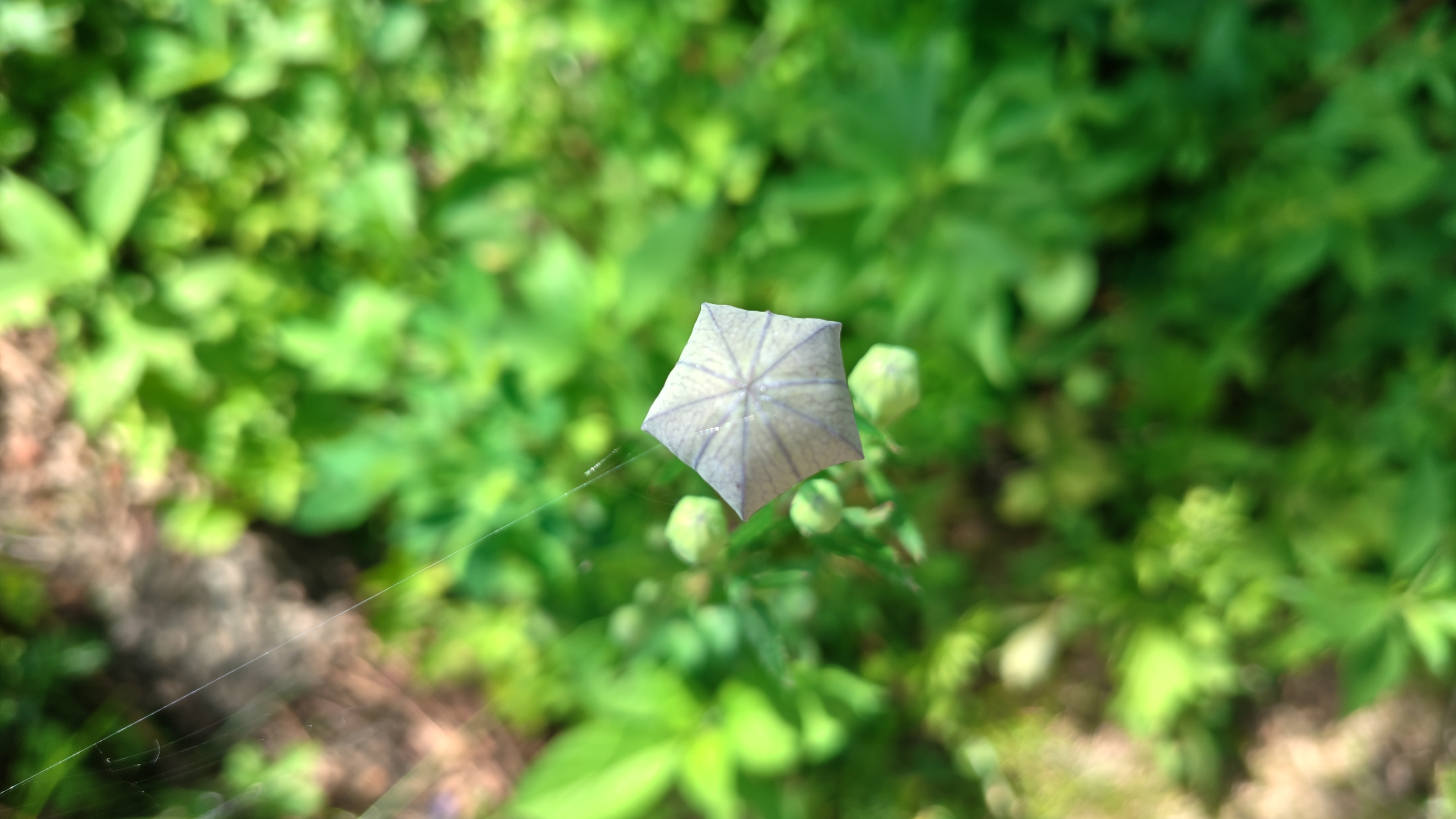 http://www.alpico.co.jp/shikinomori/news/260724143302791.JPG