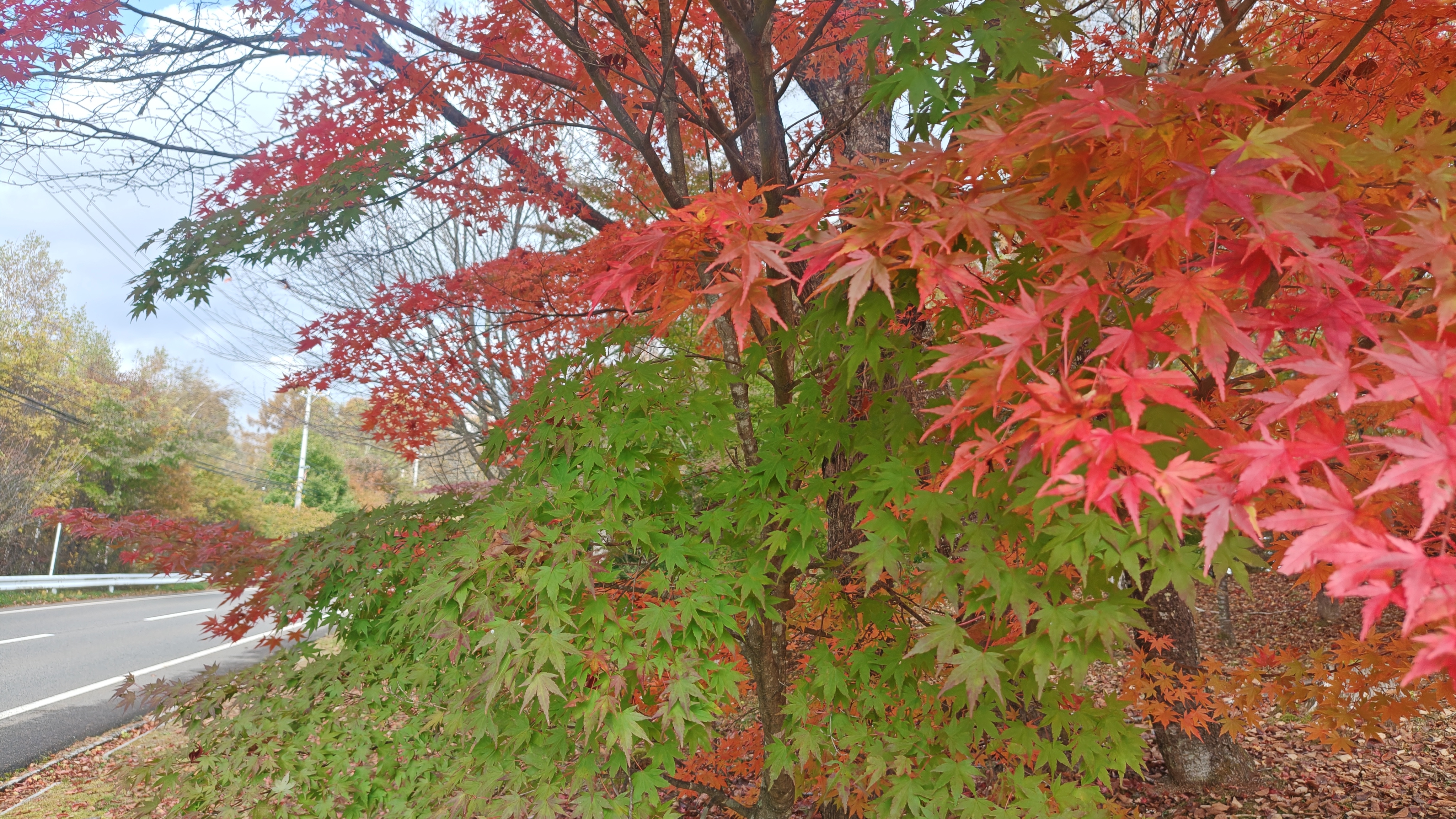 http://www.alpico.co.jp/shikinomori/news/261020130224014.JPG