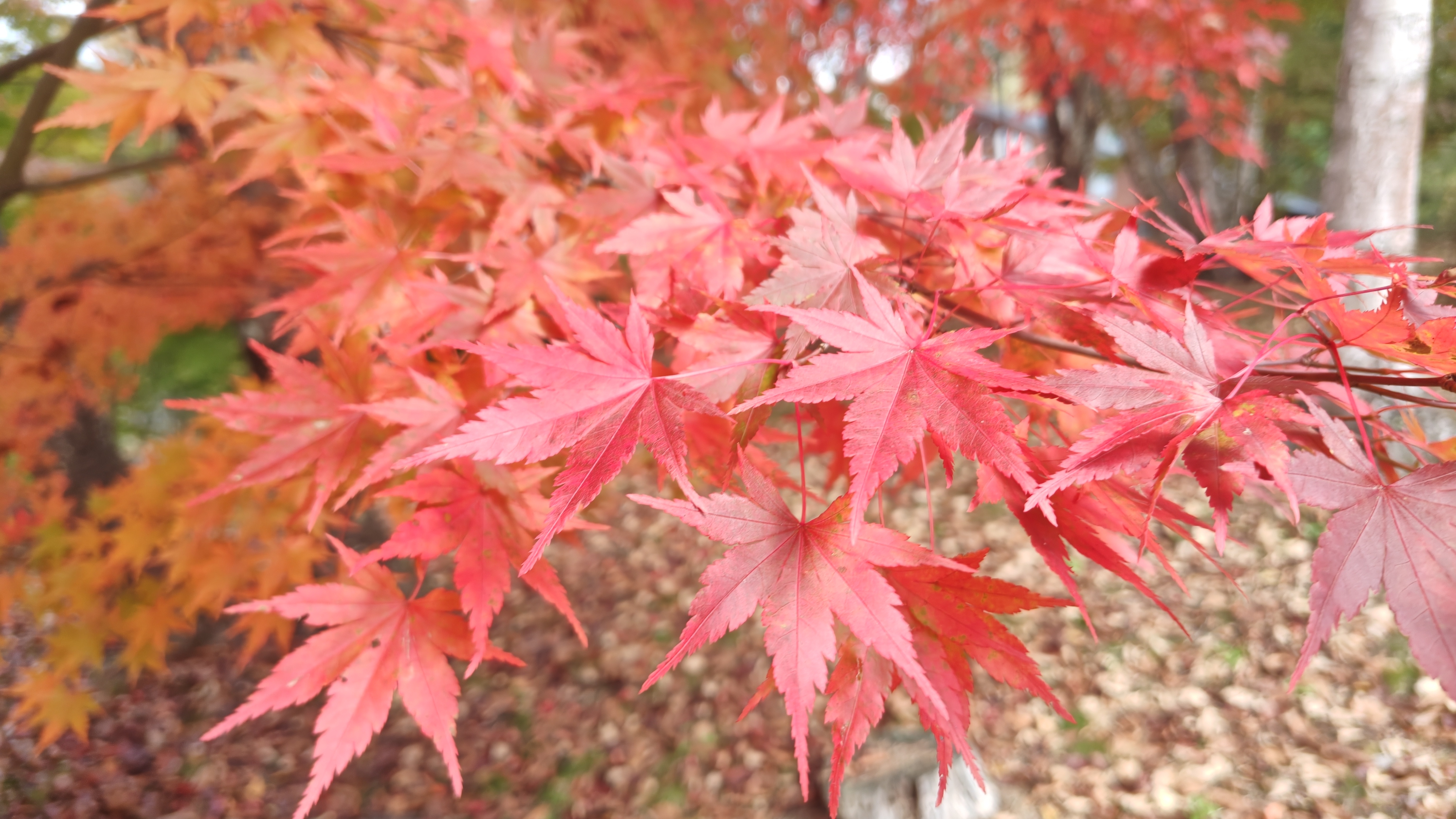 http://www.alpico.co.jp/shikinomori/news/261020130234745.JPG