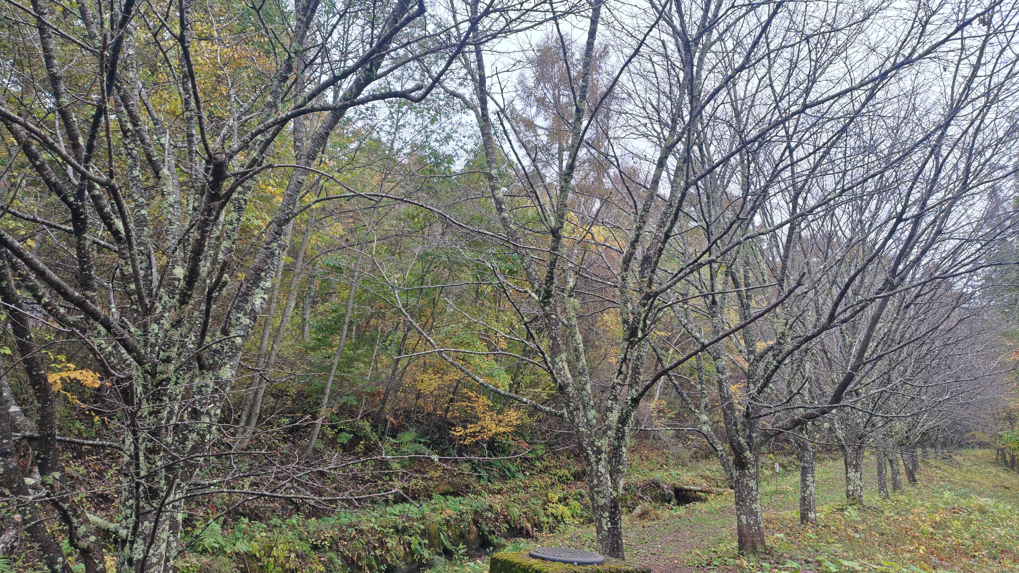 http://www.alpico.co.jp/shikinomori/news/261022101406259.JPG