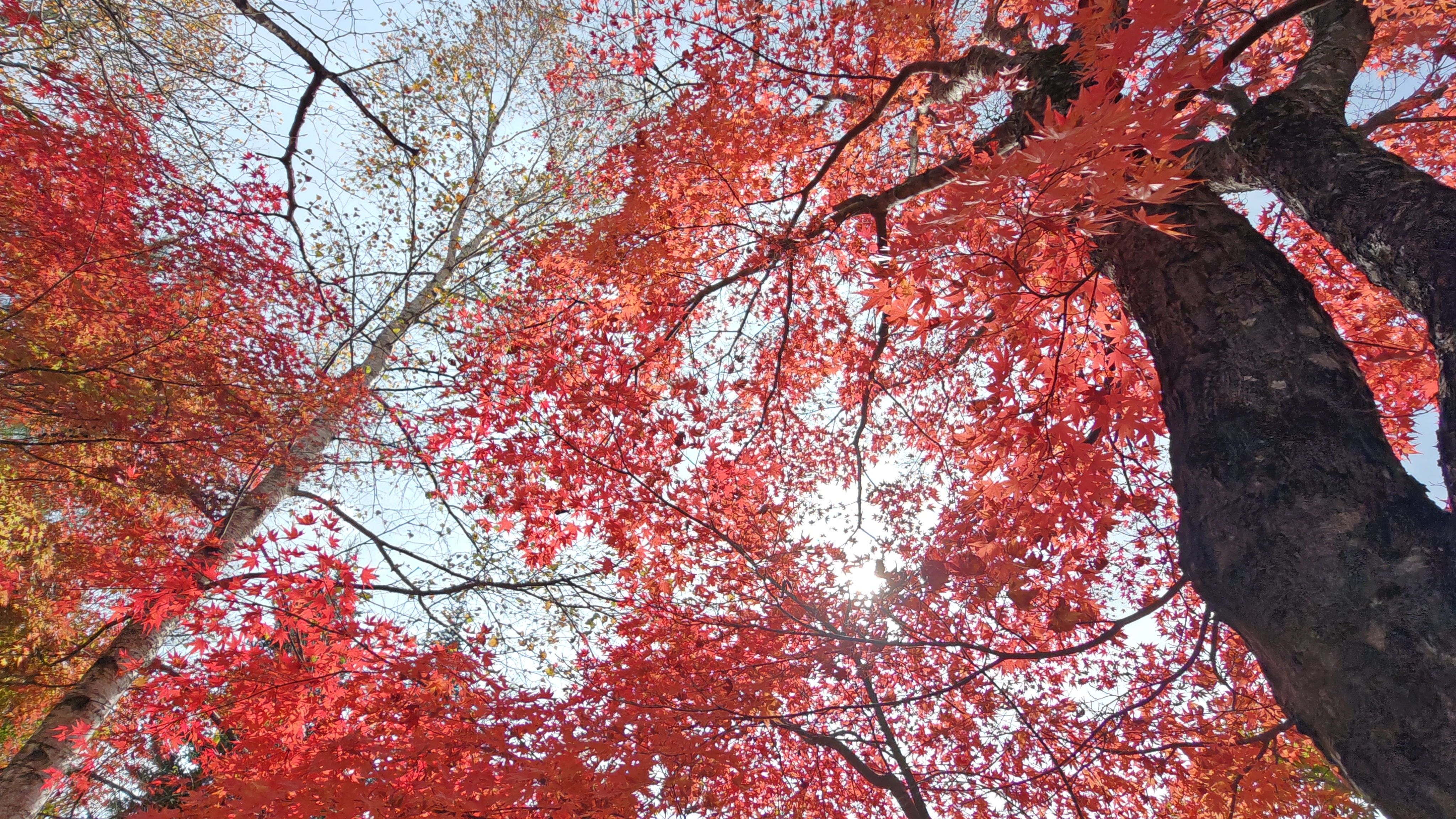 http://www.alpico.co.jp/shikinomori/news/261023130527511.JPG