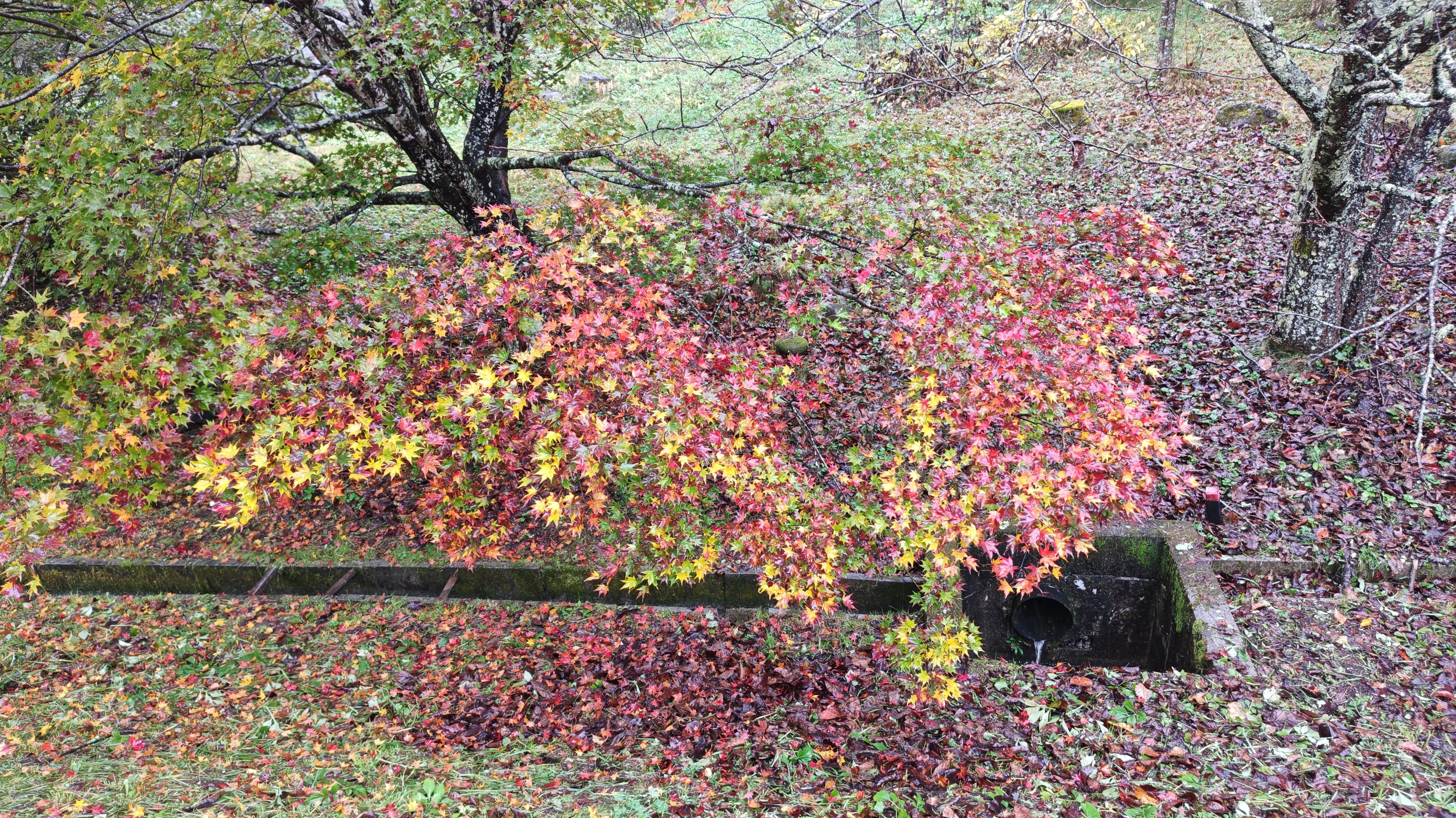 http://www.alpico.co.jp/shikinomori/news/261026130753552.JPG
