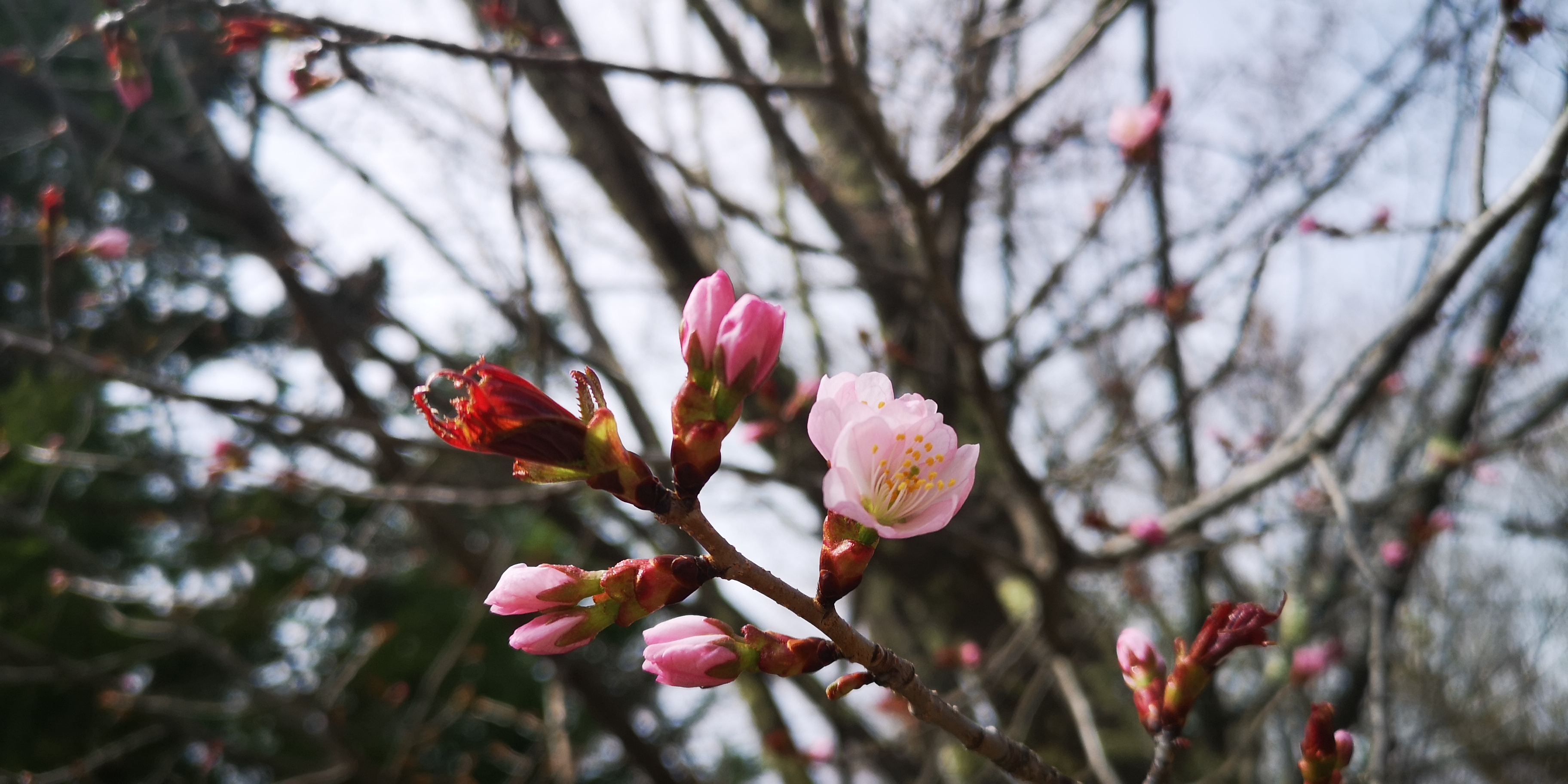 http://www.alpico.co.jp/shikinomori/news/3f34c82f2a11cae694c4e61cfbe063c860cfe557.jpg