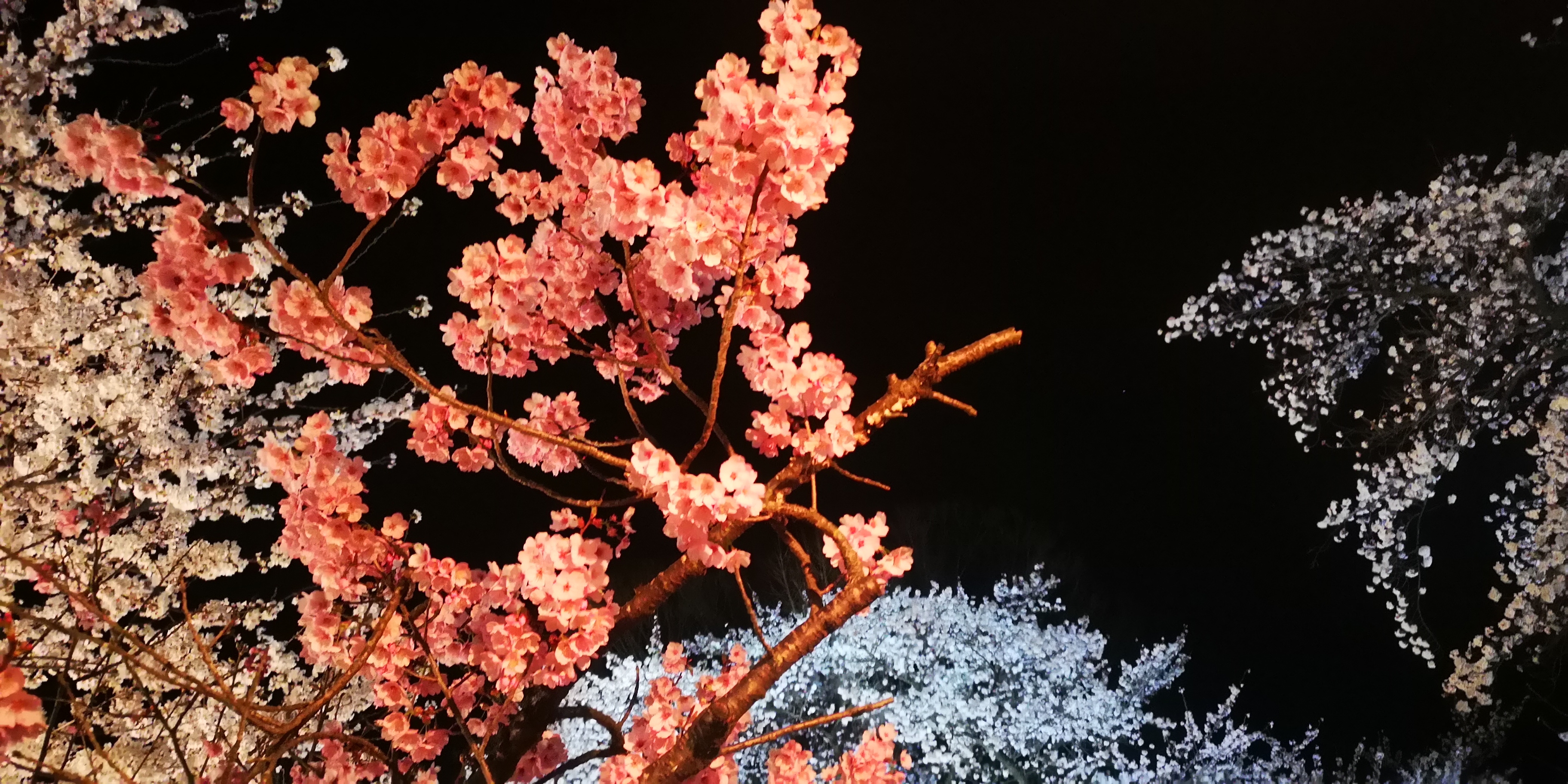 http://www.alpico.co.jp/shikinomori/news/IMG_20250416_203309.jpg