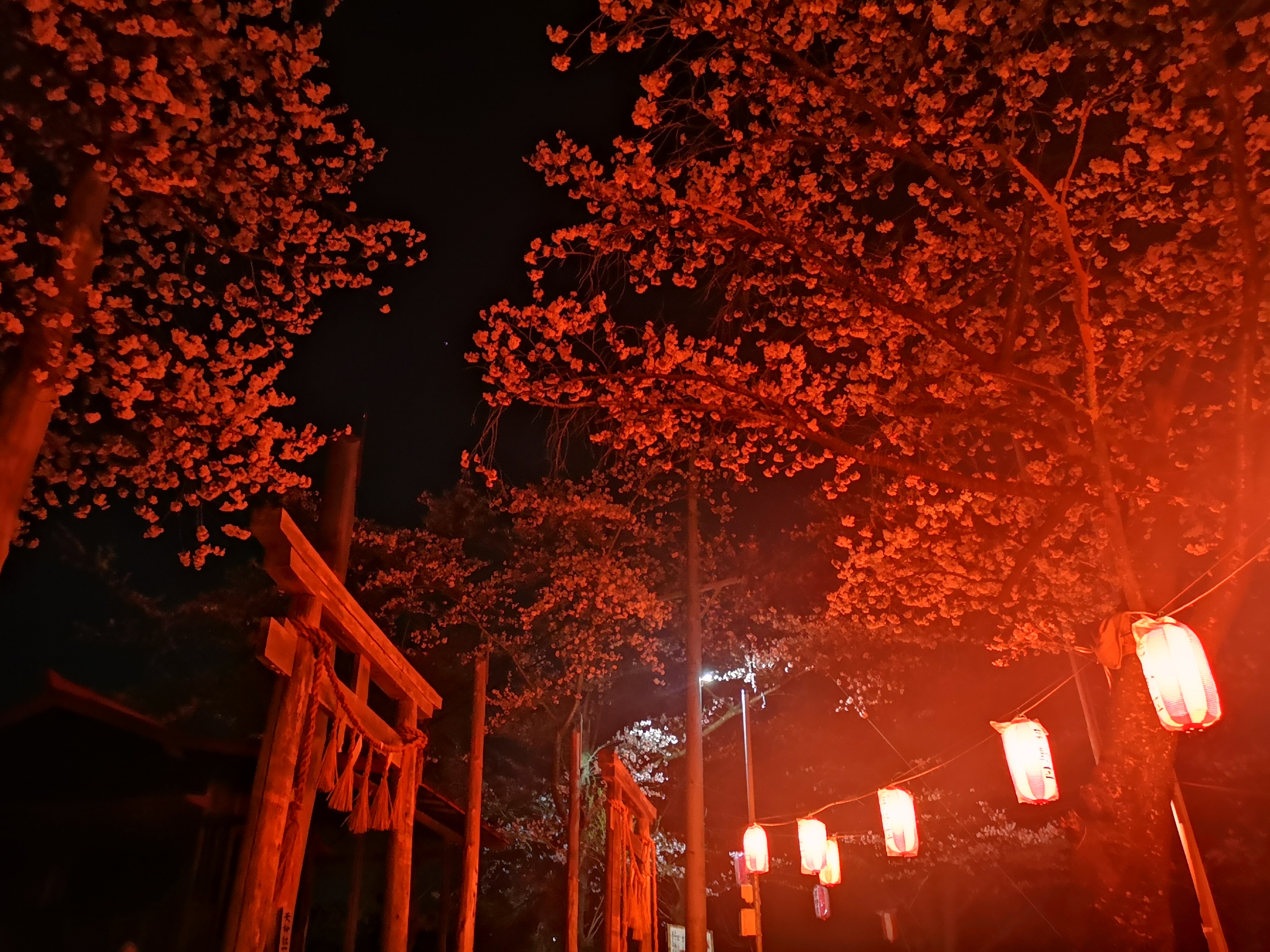 http://www.alpico.co.jp/shikinomori/news/IMG_20250417_202916.jpg