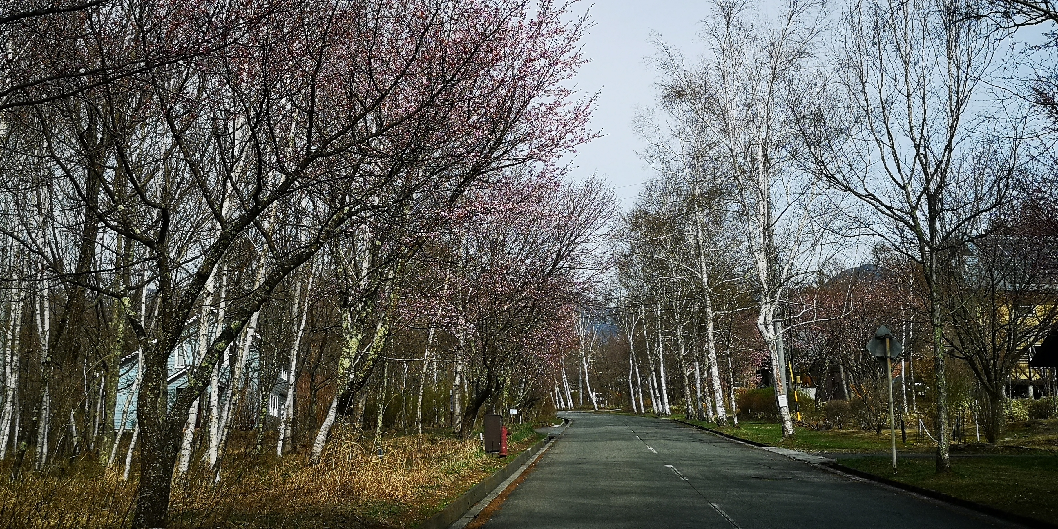 http://www.alpico.co.jp/shikinomori/news/IMG_20250422_152536.jpg