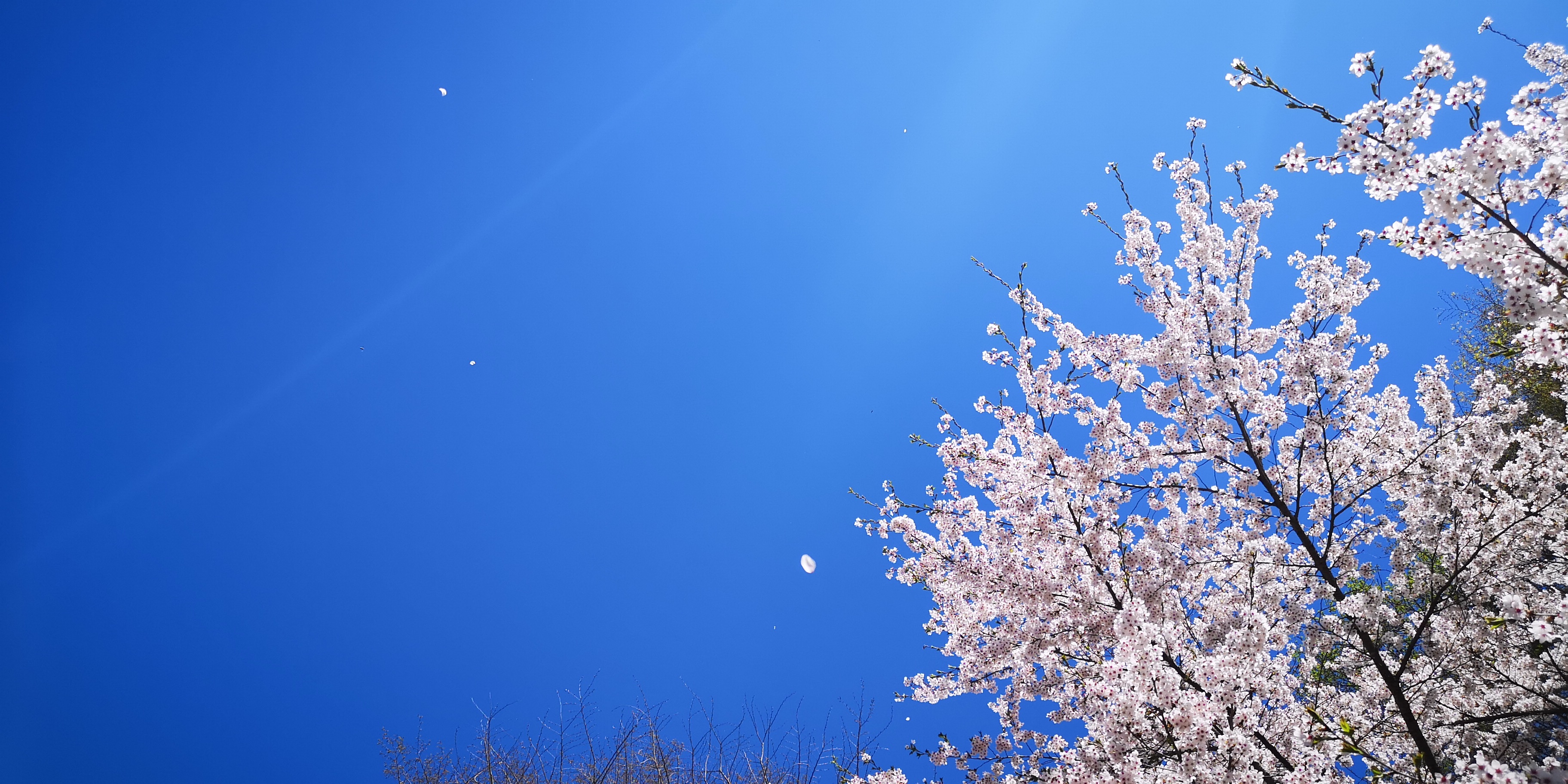 http://www.alpico.co.jp/shikinomori/news/IMG_20250424_132443_028.jpg