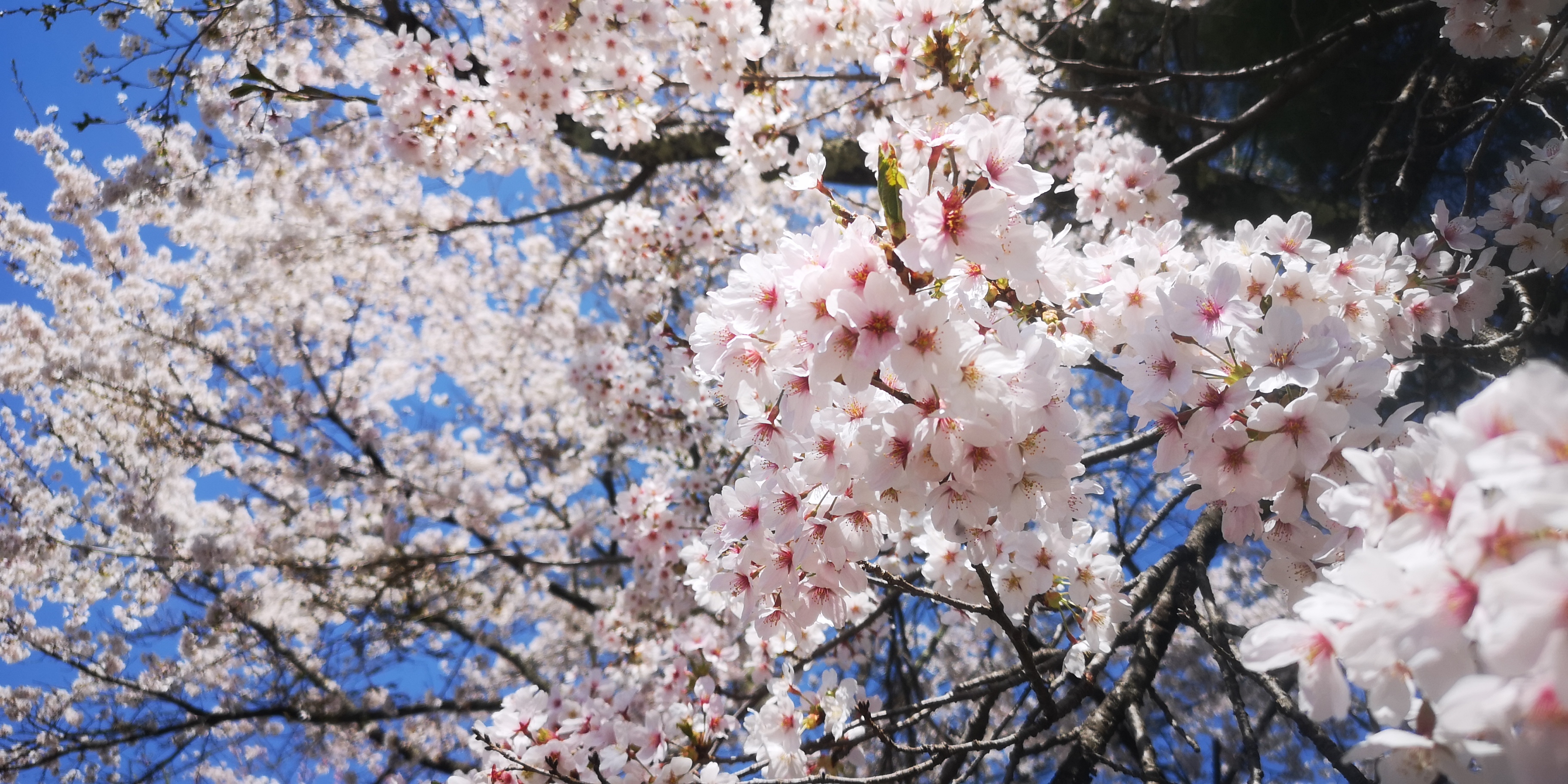 http://www.alpico.co.jp/shikinomori/news/IMG_20250427_103105.jpg