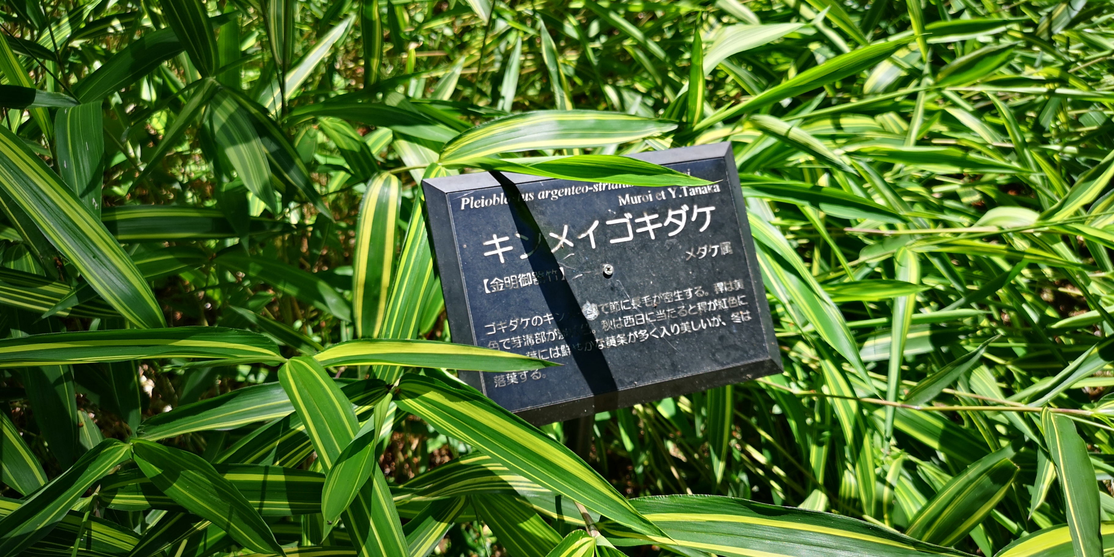 http://www.alpico.co.jp/shikinomori/news/IMG_20250628_125437.jpg