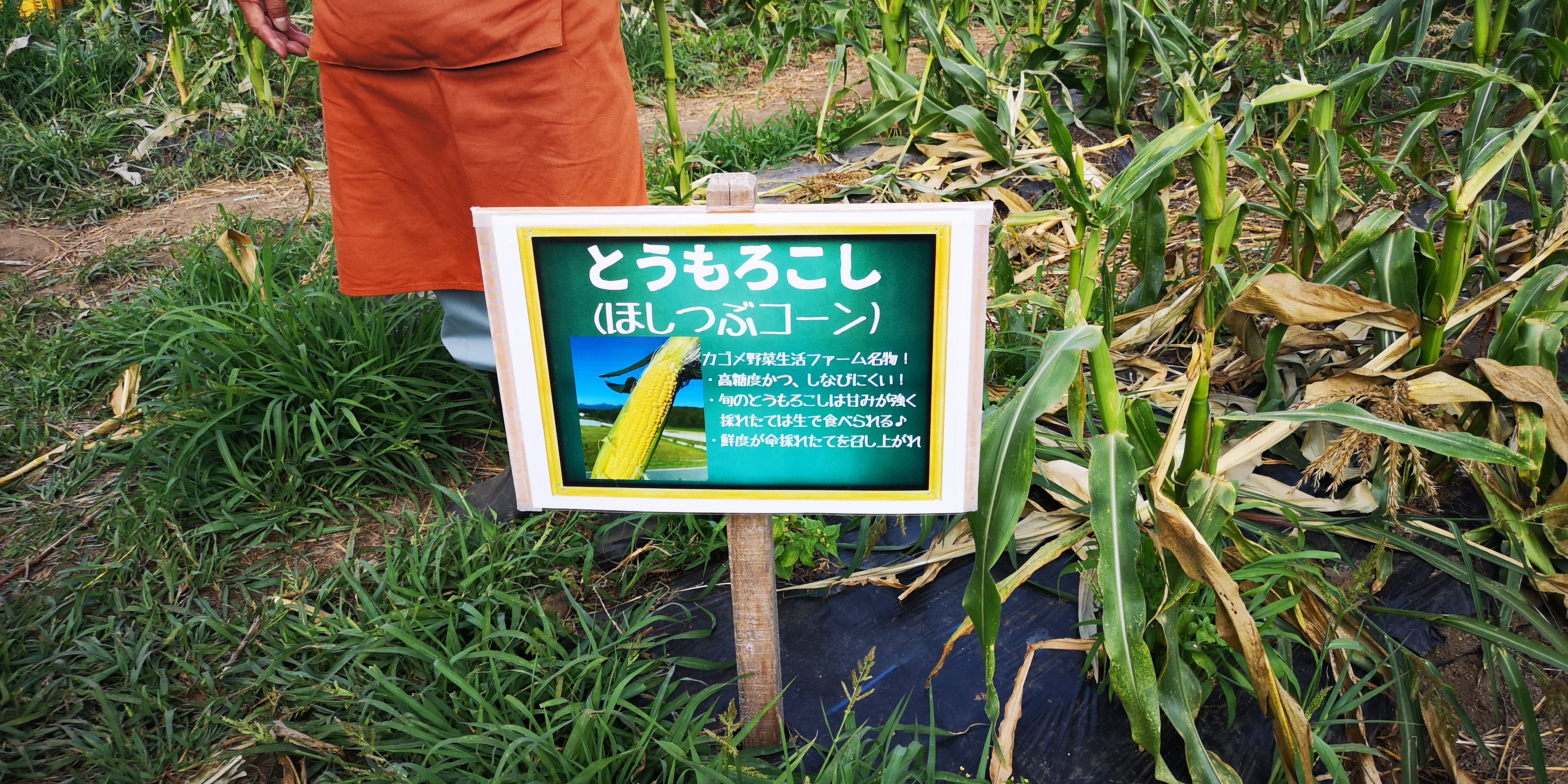 http://www.alpico.co.jp/shikinomori/news/IMG_20250821_150719.jpg