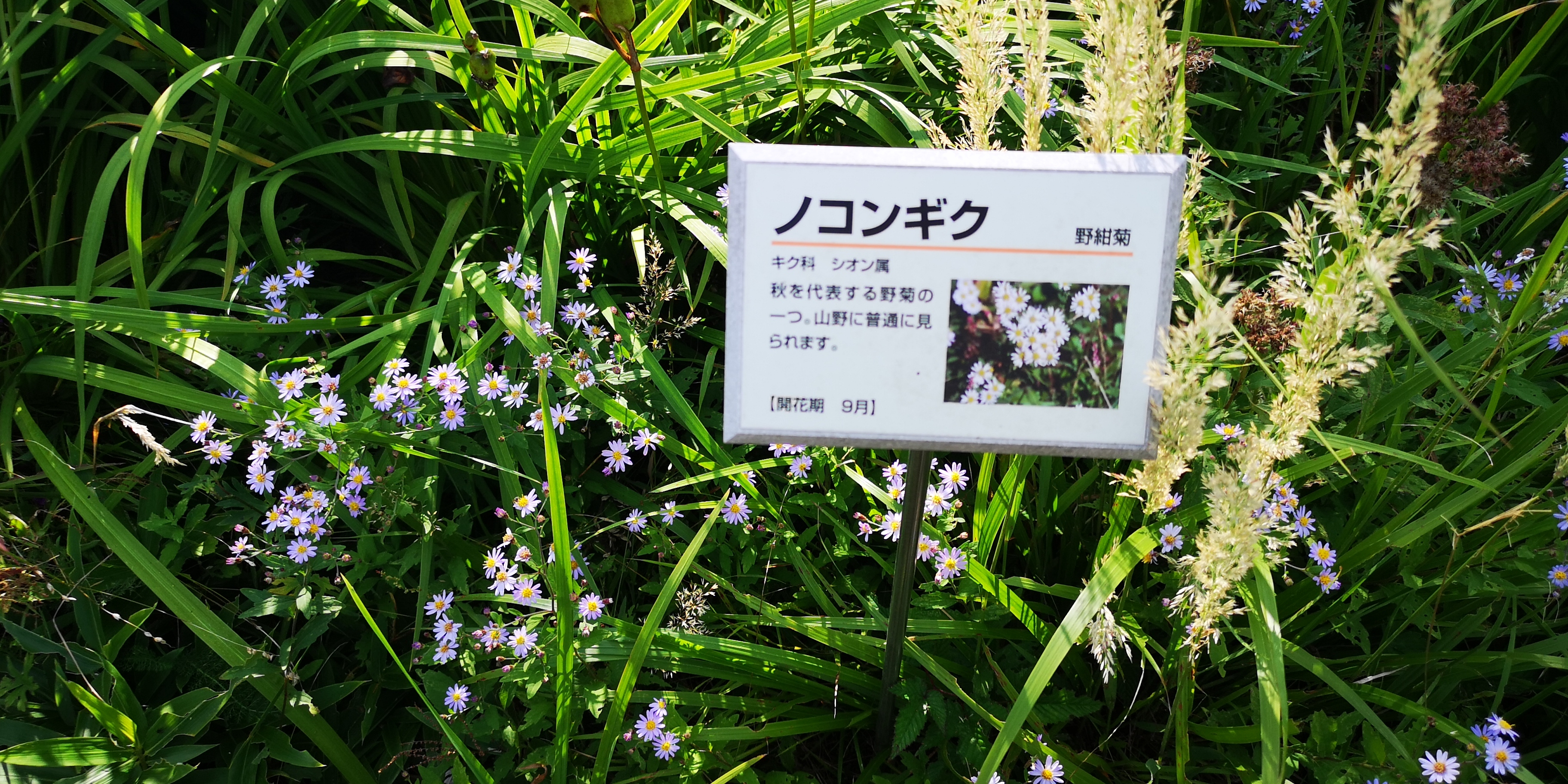 http://www.alpico.co.jp/shikinomori/news/IMG_20250828_150104.jpg