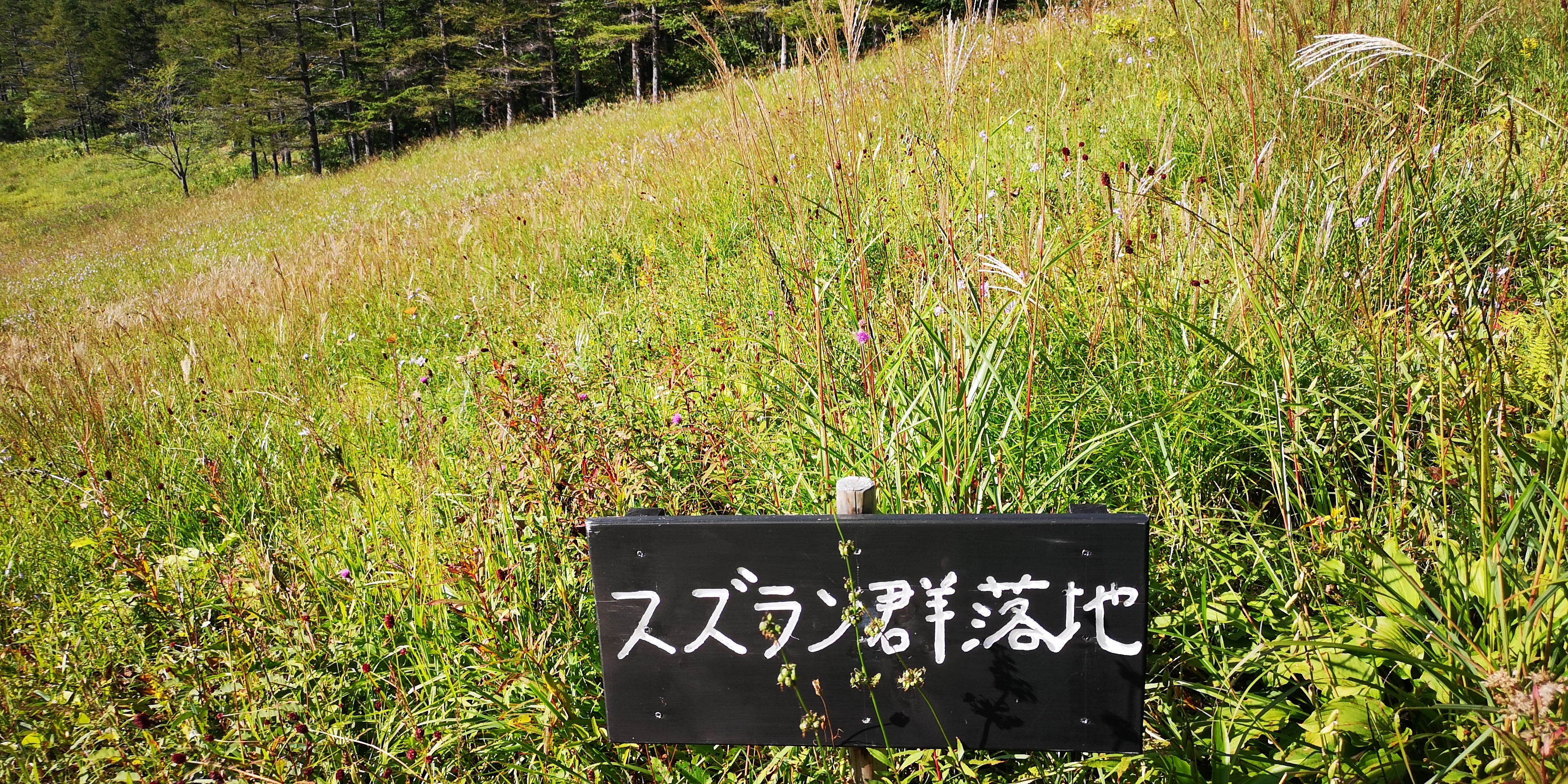 http://www.alpico.co.jp/shikinomori/news/IMG_20250828_153843.jpg