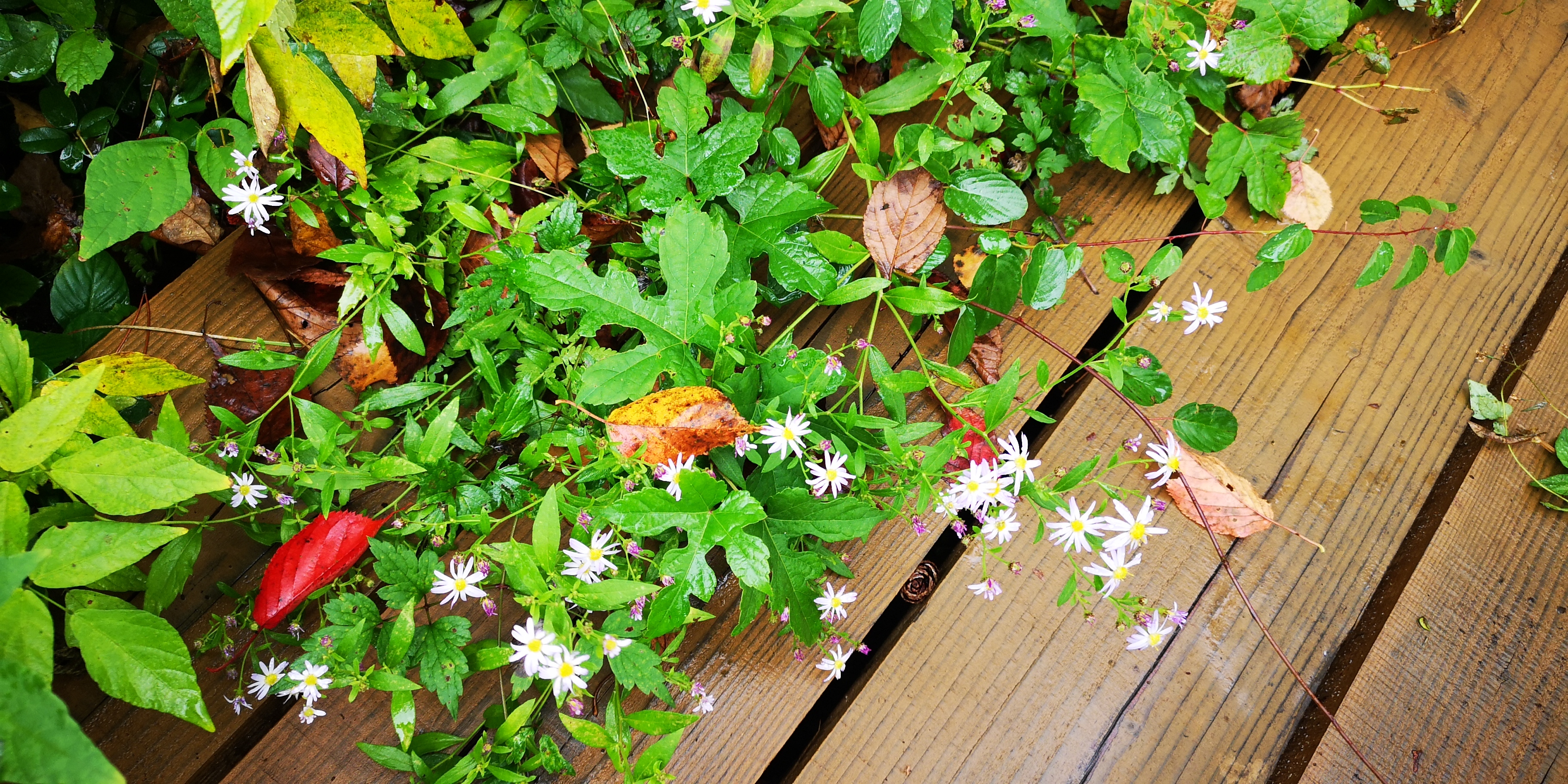 http://www.alpico.co.jp/shikinomori/news/IMG_20251004_114005.jpg