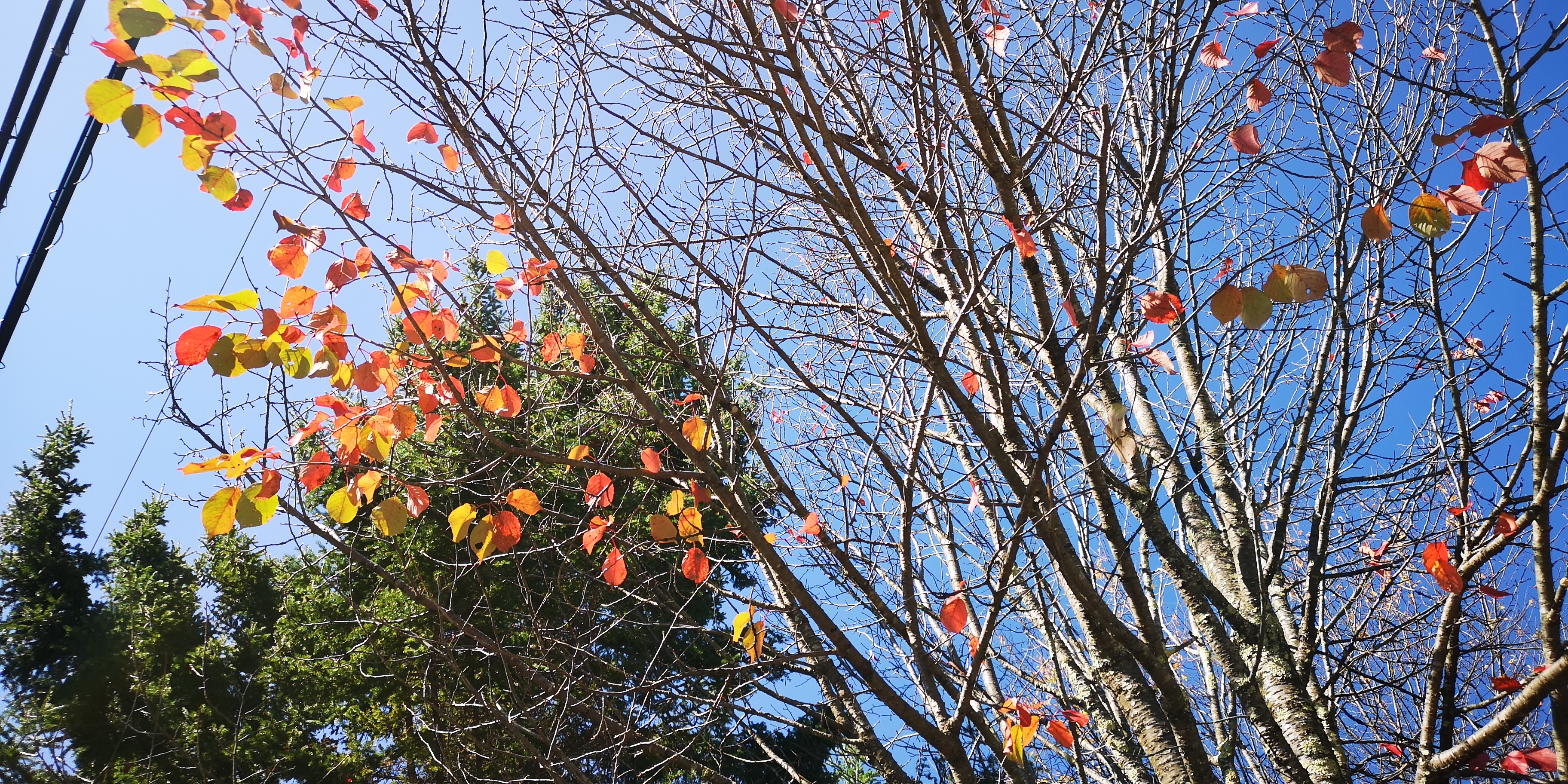 http://www.alpico.co.jp/shikinomori/news/IMG_20251017_124741.jpg