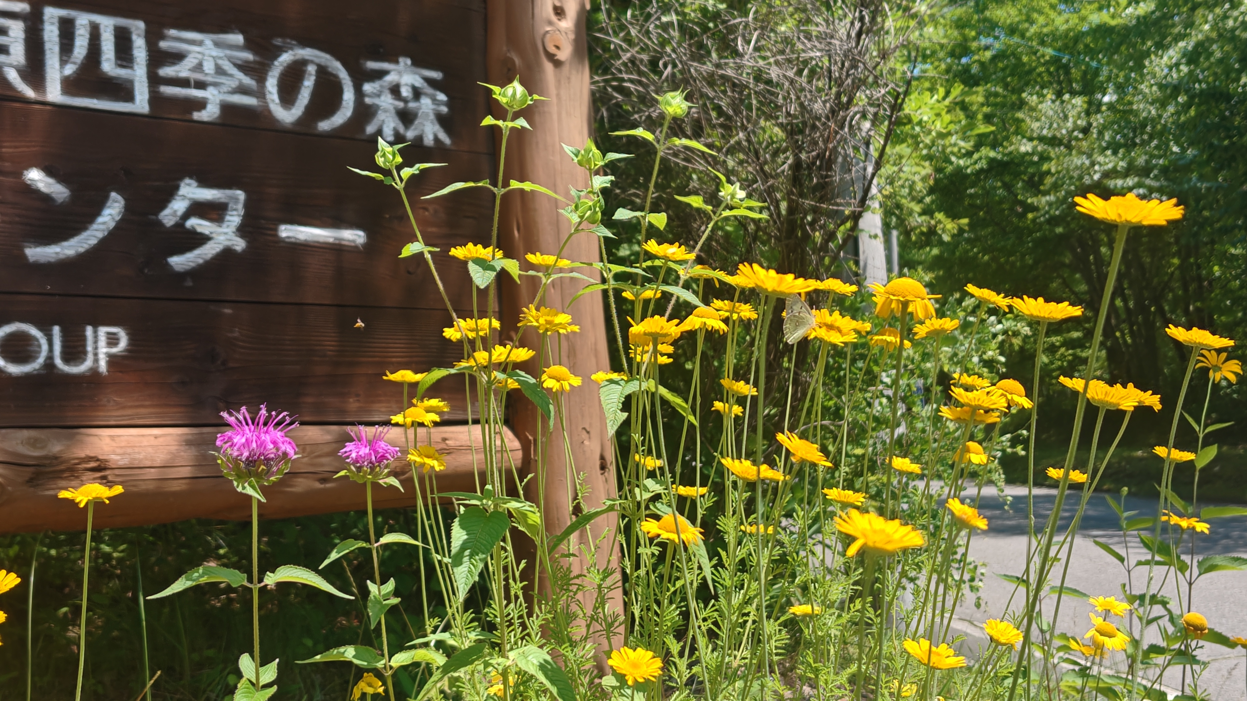 http://www.alpico.co.jp/shikinomori/news/ad682b56bea5c5c80564cecc432a0e853896e3e4.JPG