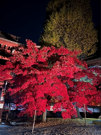 http://www.alpico.co.jp/shikinomori/news/assets_c/2024/11/202411tyouennji01-thumb-autox465-88849.jpg