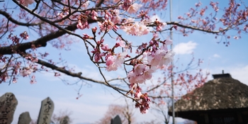 IMG_20250417_120704.jpg