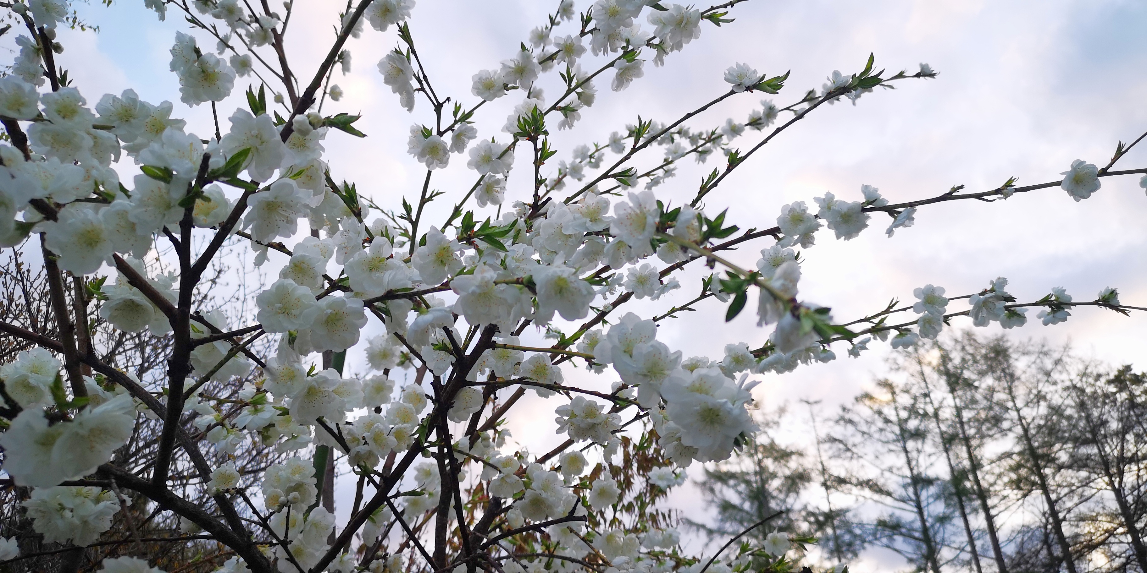 http://www.alpico.co.jp/shikinomori/news/ede62748fe56aa4678af94e628b26cb86e15f901.jpg