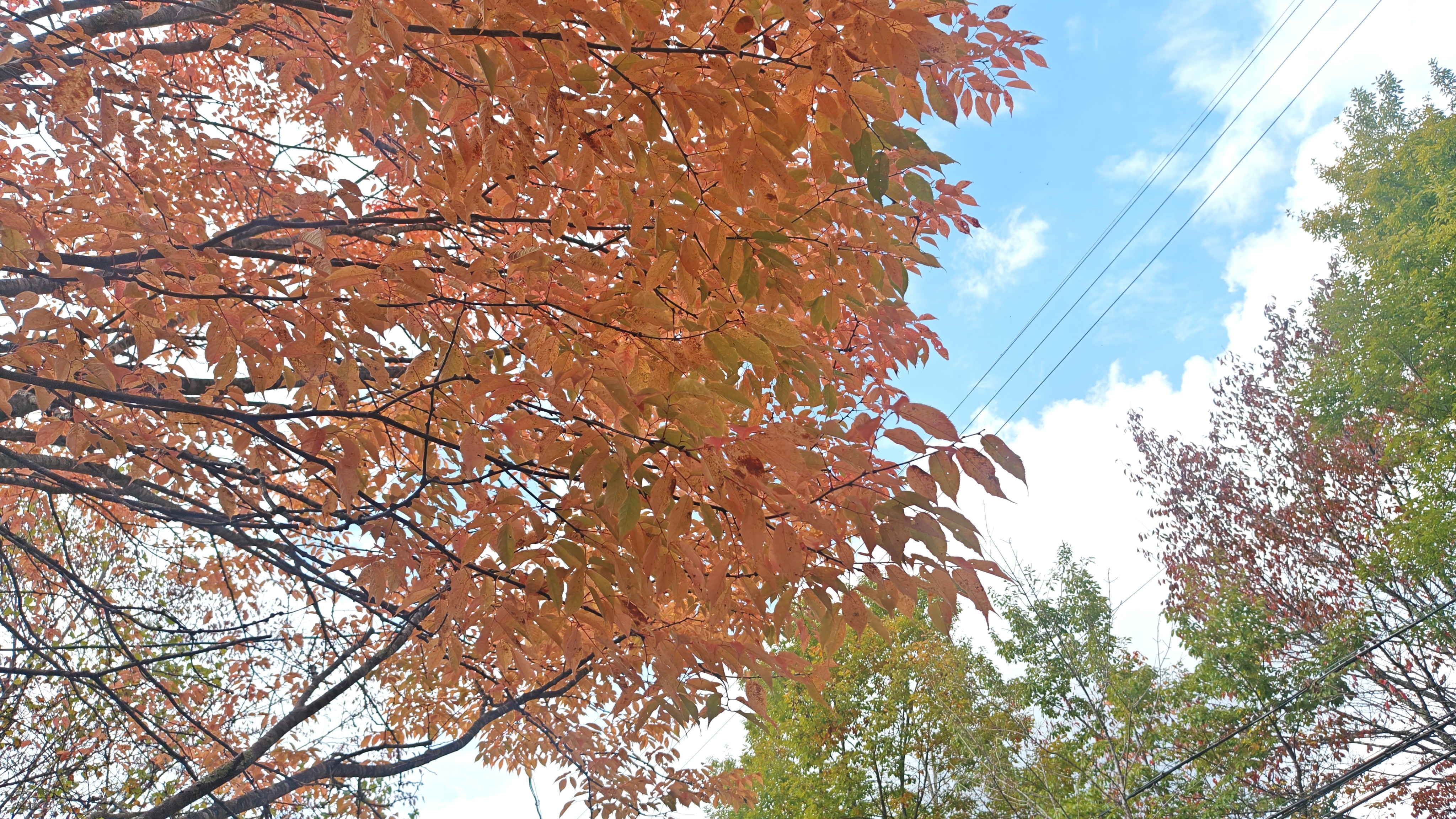 http://www.alpico.co.jp/shikinomori/news/f07484c770492ec3a93cbf0e5e6137336626c561.JPG