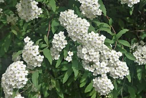 http://www.alpico.co.jp/shikinomori/news/images/00278e53a912e9eb1db2be02741545922268274e.JPG