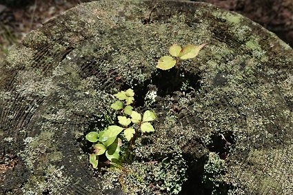 http://www.alpico.co.jp/shikinomori/news/images/1a4598ab730c5abbbdd6e50a88124d993d661d61.JPG