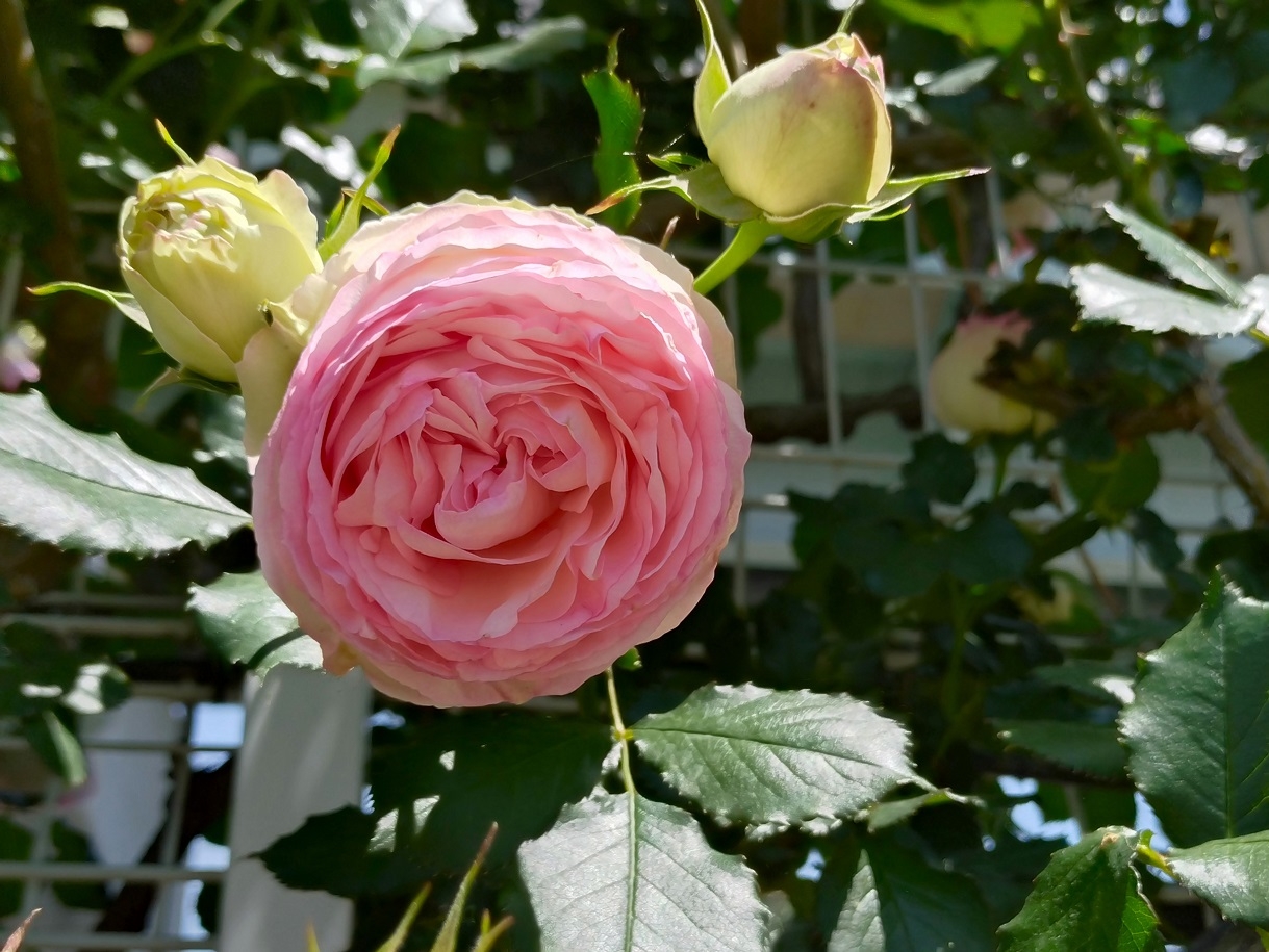 http://www.alpico.co.jp/shikinomori/news/images/20240511_121651.JPG