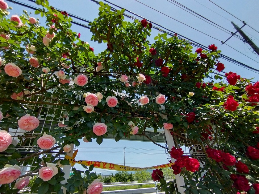 http://www.alpico.co.jp/shikinomori/news/images/20240511_121701.JPG