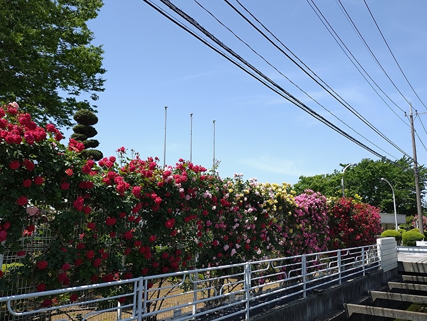 http://www.alpico.co.jp/shikinomori/news/images/20240511_122324.JPG