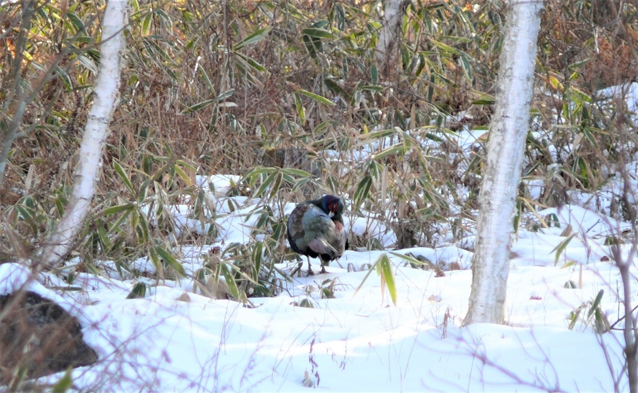 http://www.alpico.co.jp/shikinomori/news/images/2172d6886d12ae2b3601baf5383ce7e407f8d879.JPG