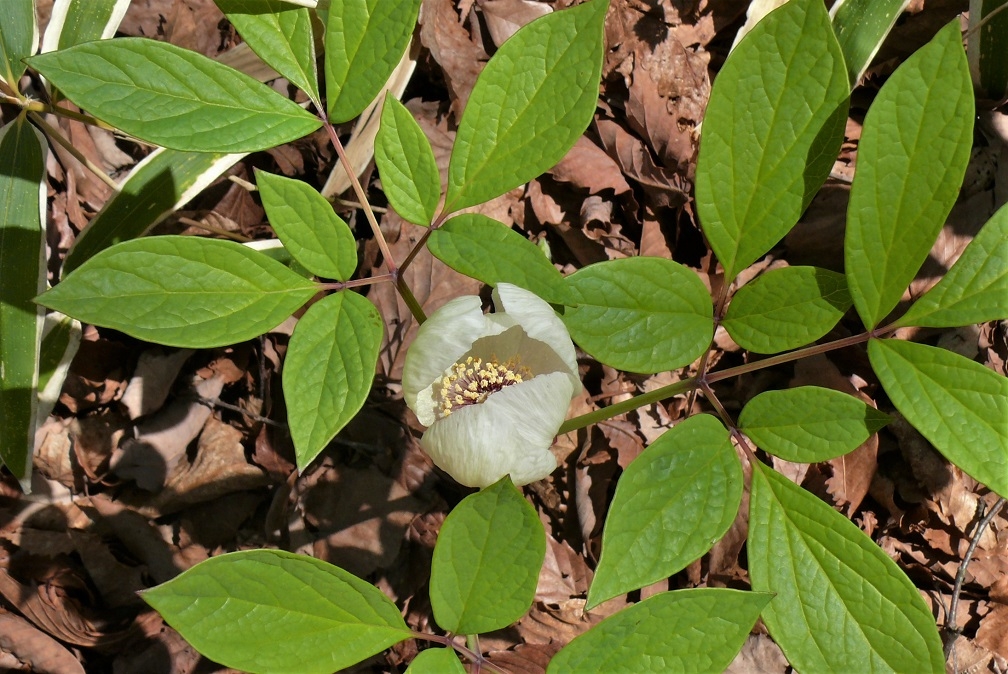 http://www.alpico.co.jp/shikinomori/news/images/23137d9a8bc1cbd2bf93e9ed8bf41c3ba3de733e.JPG