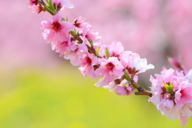 http://www.alpico.co.jp/shikinomori/news/images/23178255_s.jpg