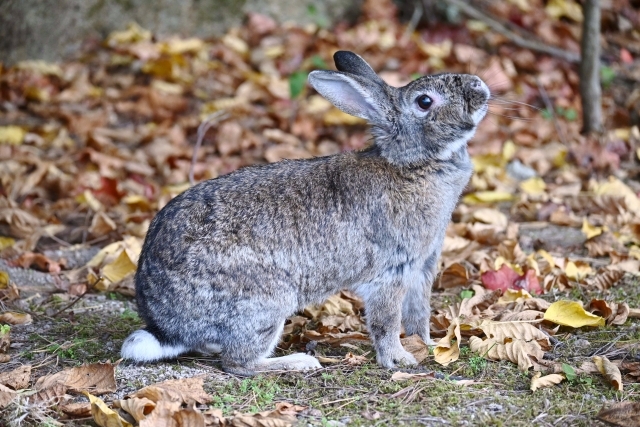 http://www.alpico.co.jp/shikinomori/news/images/25370674_s.jpg