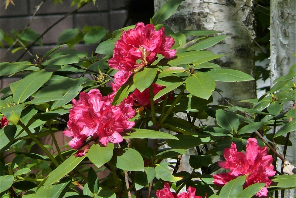 http://www.alpico.co.jp/shikinomori/news/images/32fb27668b75fa7df813447130b8f7817d6edc5f.JPG