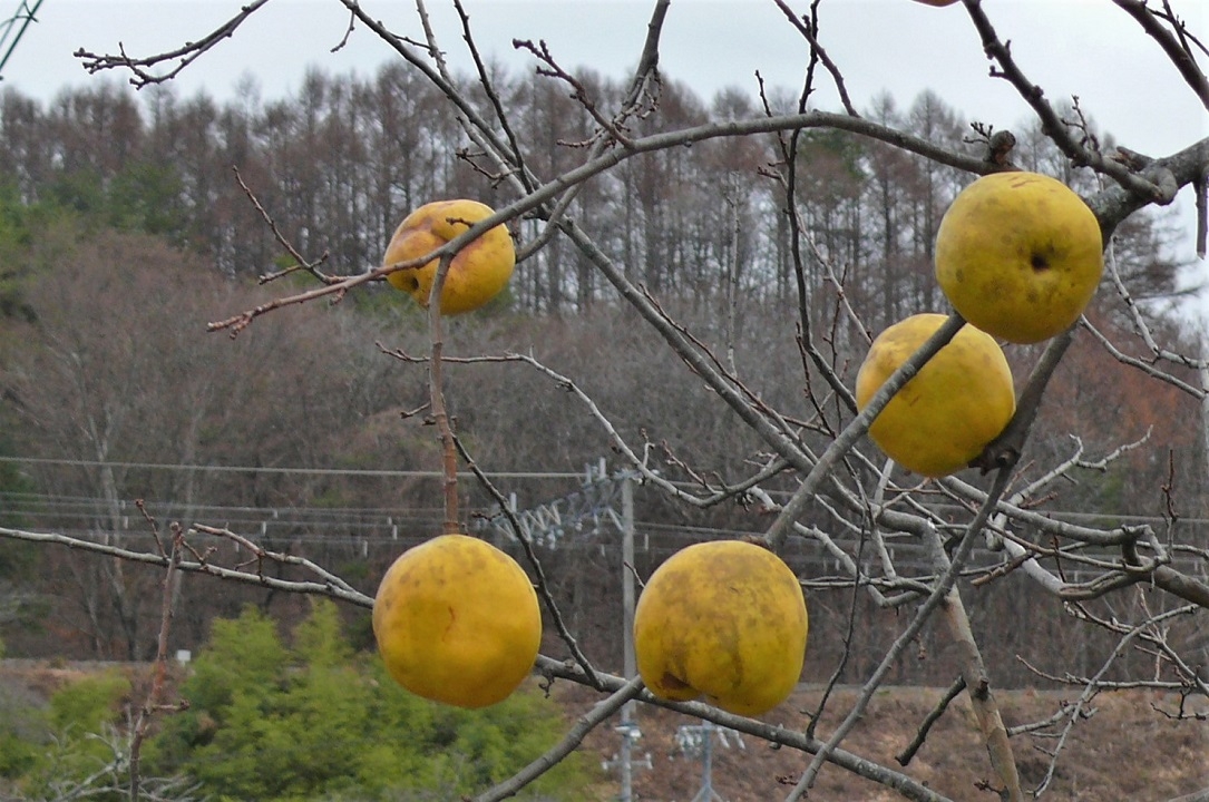 http://www.alpico.co.jp/shikinomori/news/images/42f60f886be73efc3a2e1bf5801d002841ed07a8.JPG