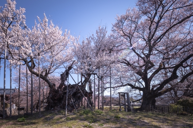 http://www.alpico.co.jp/shikinomori/news/images/4496403_s.jpg