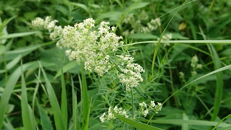 http://www.alpico.co.jp/shikinomori/news/images/4b4f4767eb9b9ff3b5651b36406827a1aac828ea.JPG