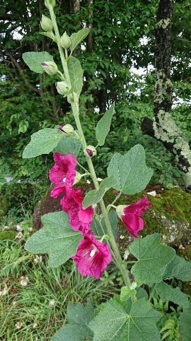 http://www.alpico.co.jp/shikinomori/news/images/589a22977be8f857c1af0ea9fdce1fb12e3a780f.JPG