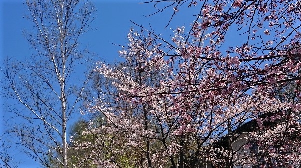 http://www.alpico.co.jp/shikinomori/news/images/5c430765cf34bd8fa7dff1a28114da0f2e0fe397.JPG