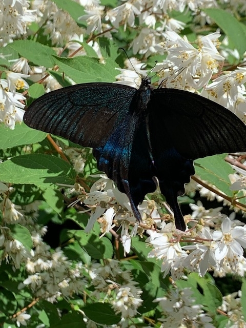 http://www.alpico.co.jp/shikinomori/news/images/704917e85b77734e56b319bc07c6e2e948d7cc43.jpg