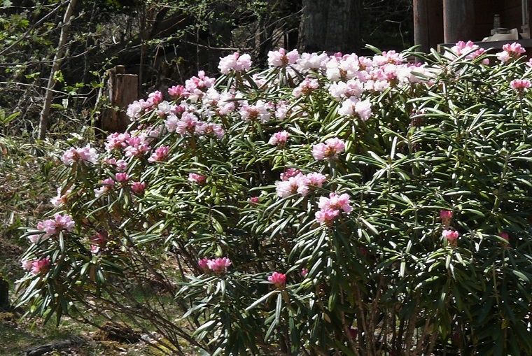 http://www.alpico.co.jp/shikinomori/news/images/7a530a06f1ea378c8b2f3e25990cef11de4bf8d3.JPG