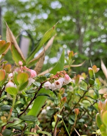 http://www.alpico.co.jp/shikinomori/news/images/7e07b4a3223d3fe93f59fd2d367ca4773d67cfc5.jpg